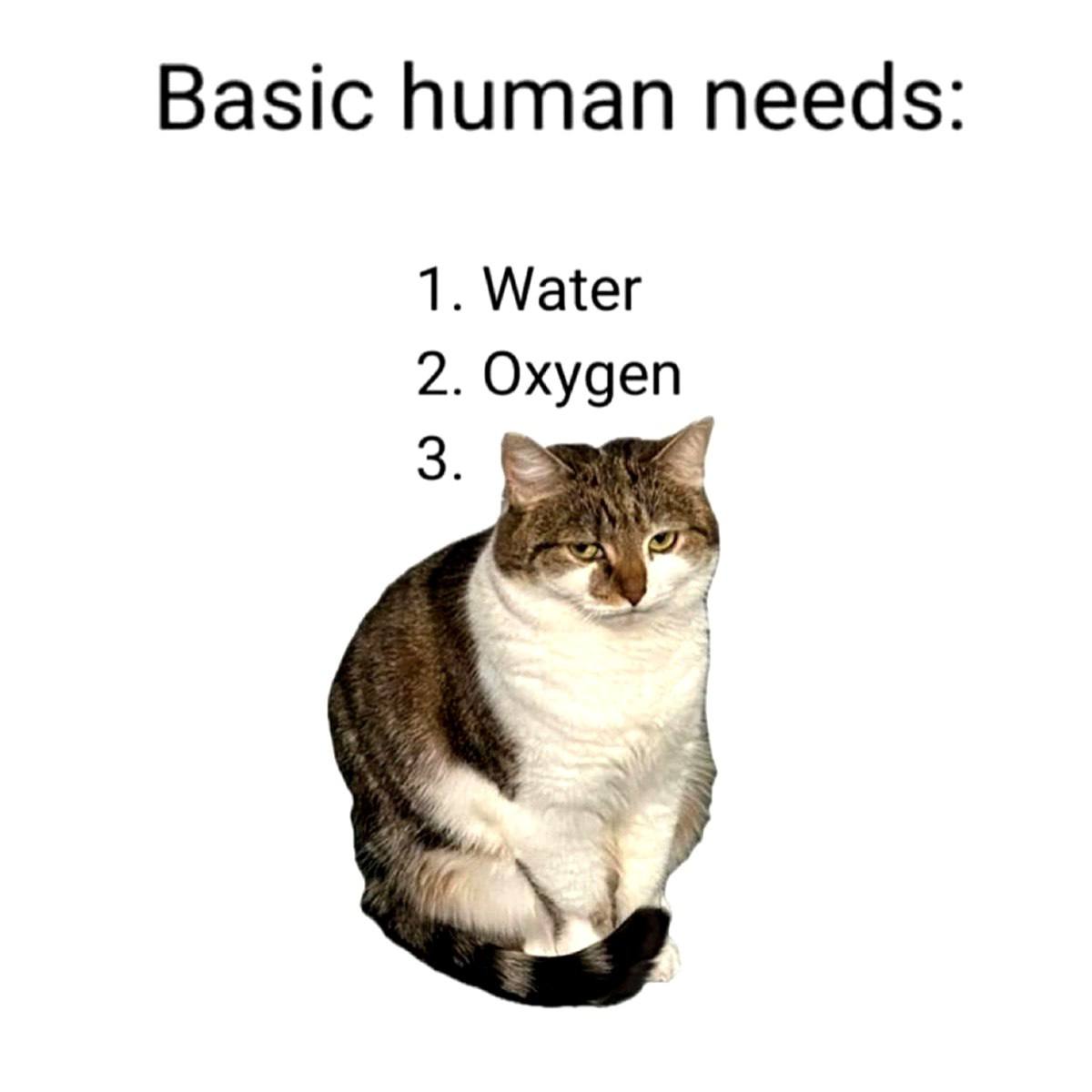 A cute kitty