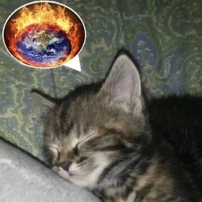 A cute kitty