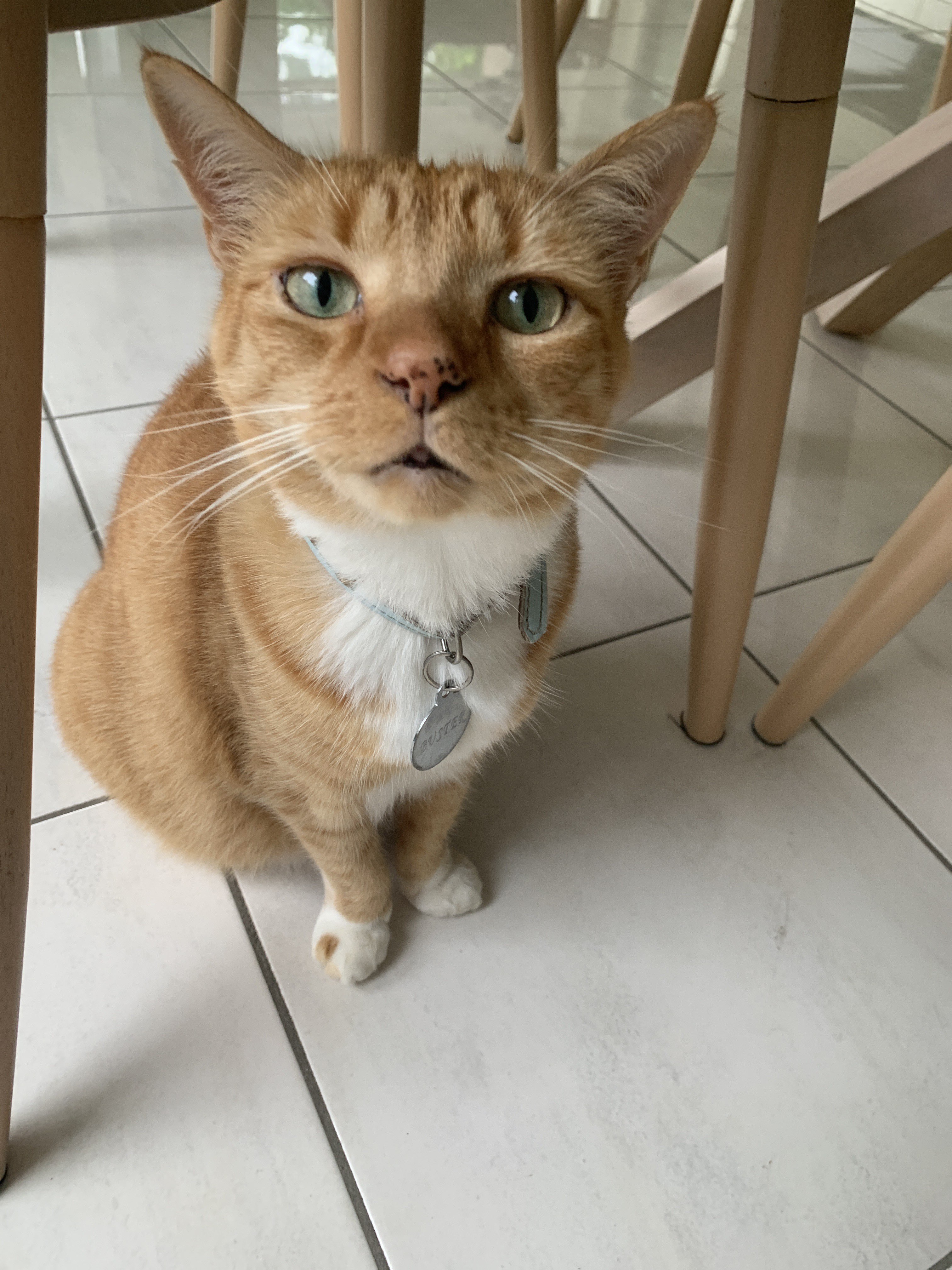 A cute kitty