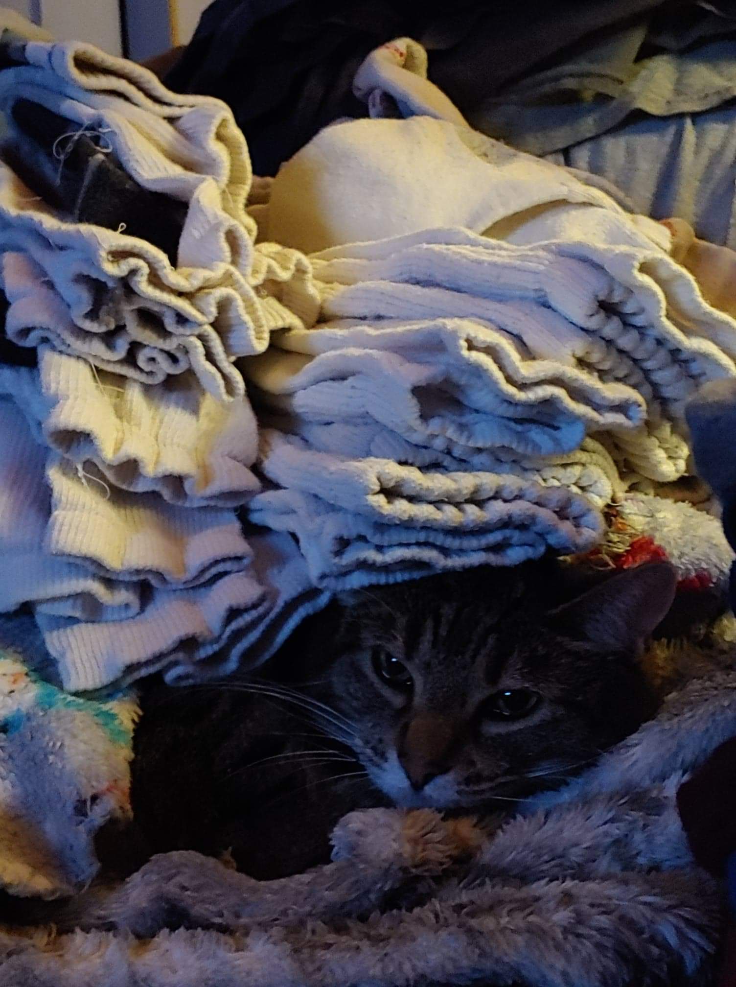 A cute kitty
