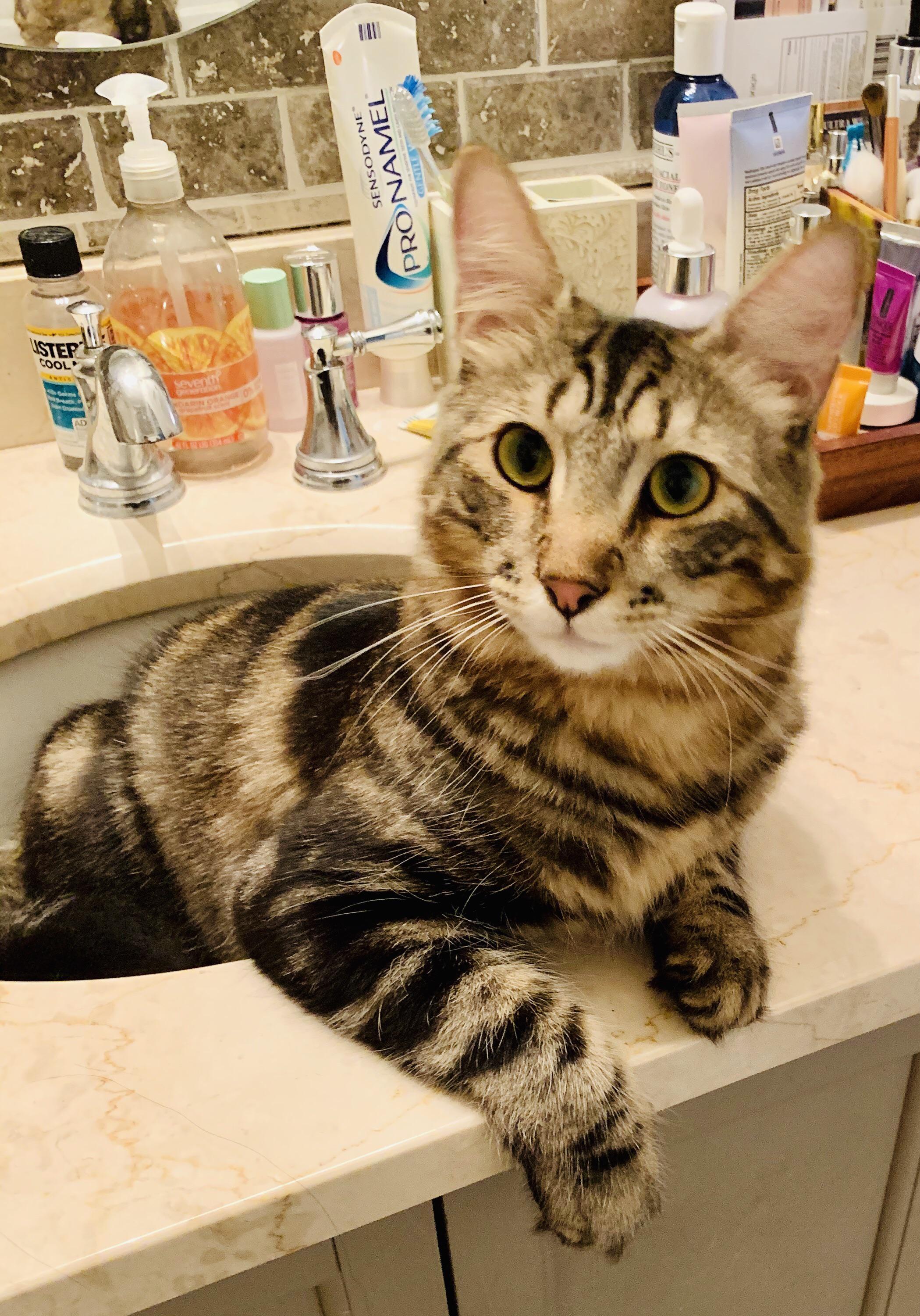 A cute kitty