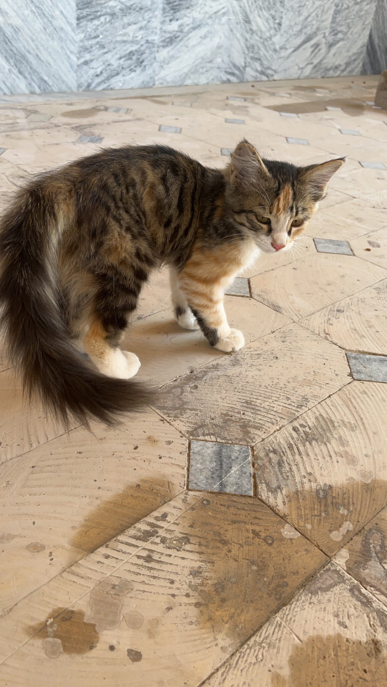 A cute kitty