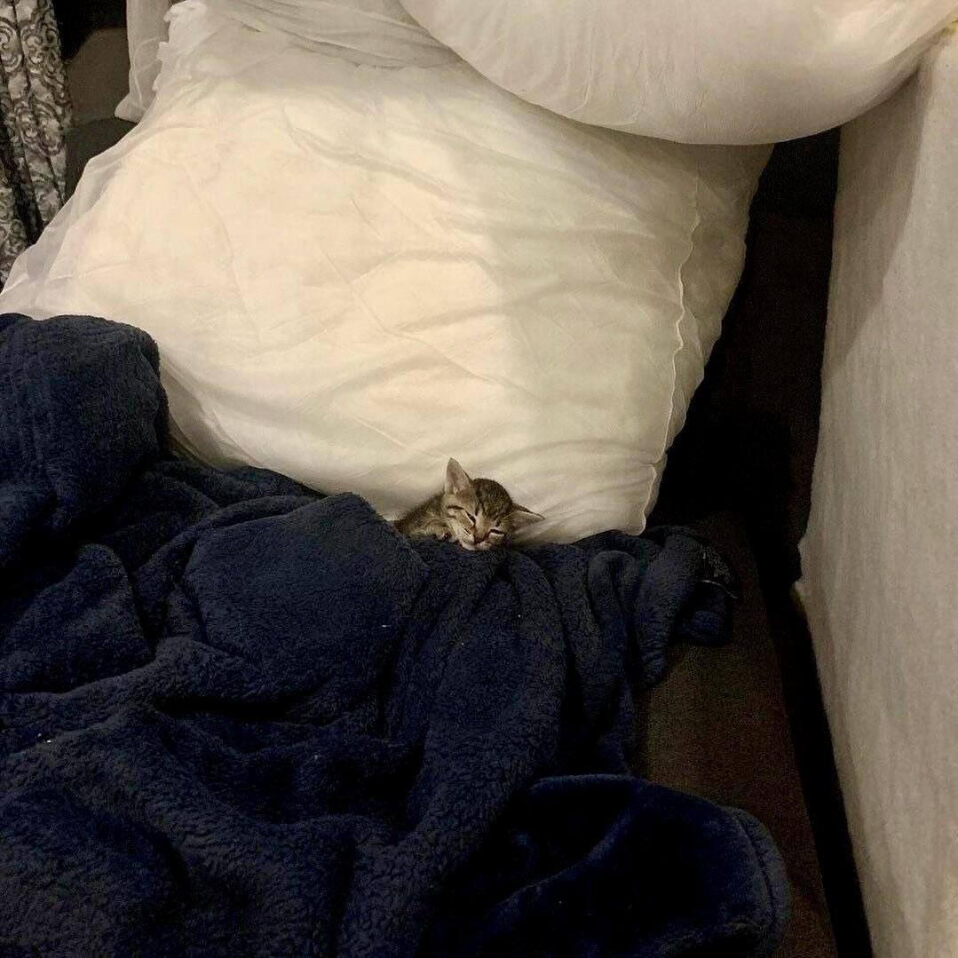A cute kitty