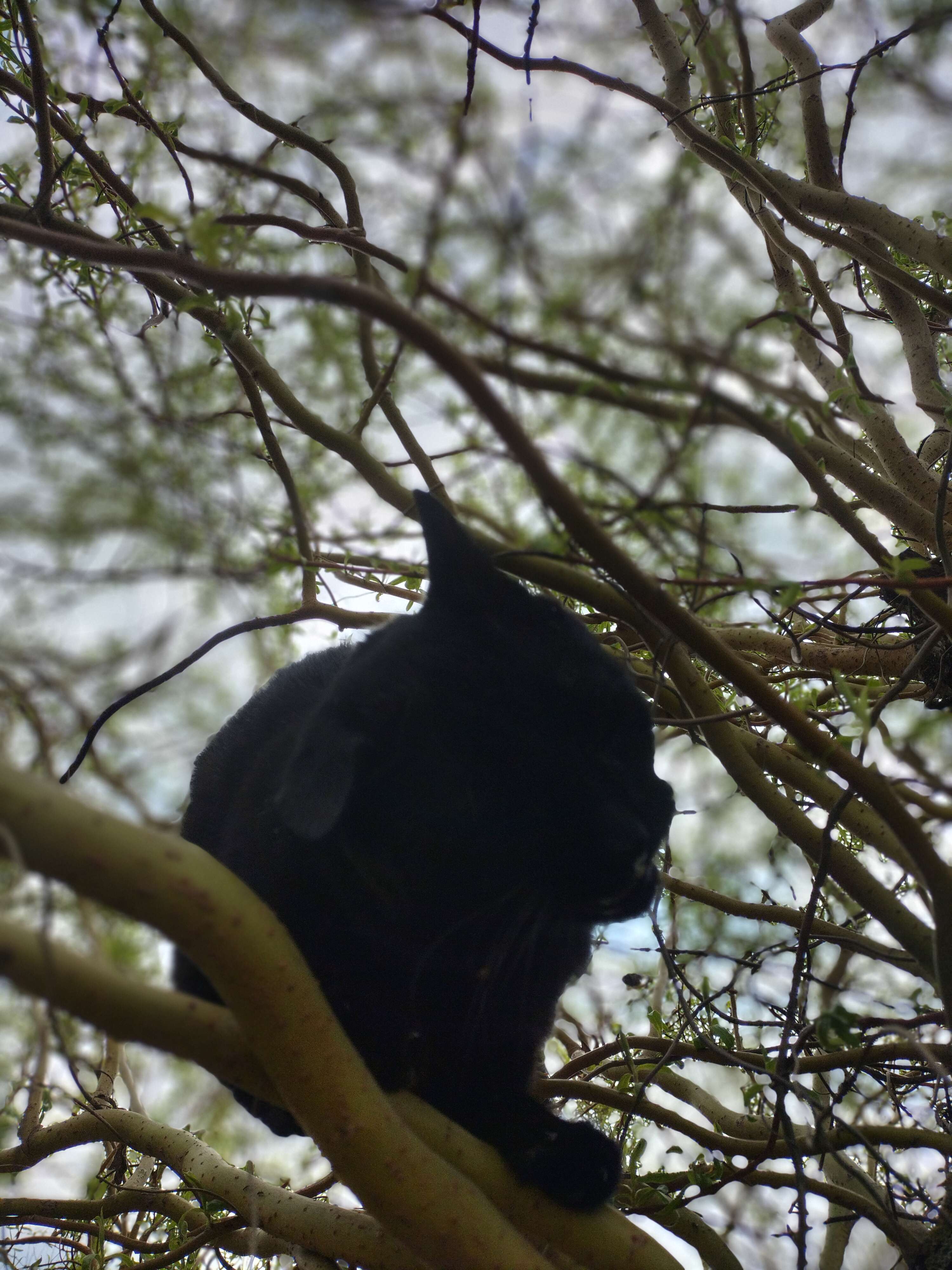 A cute kitty
