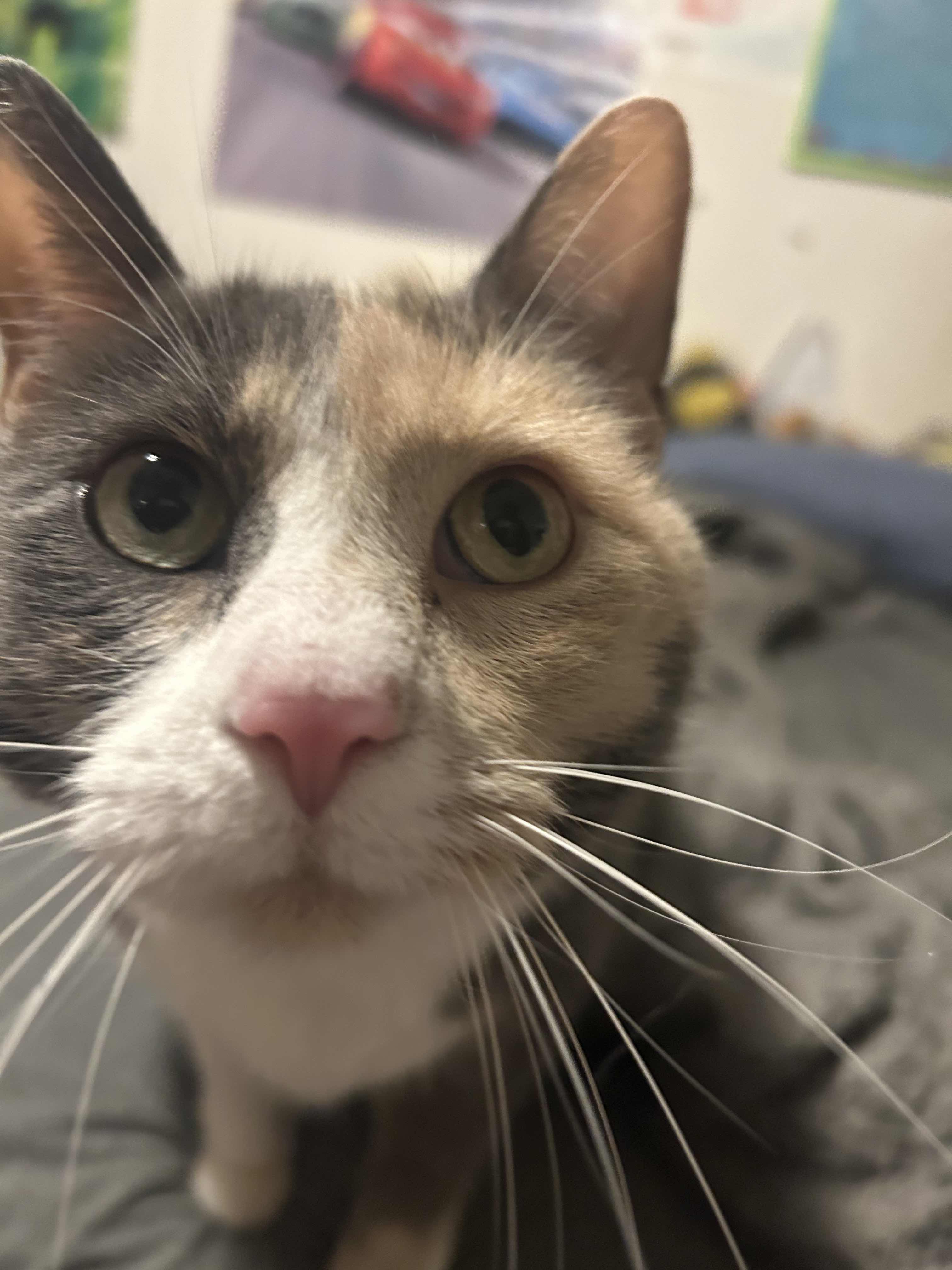 A cute kitty