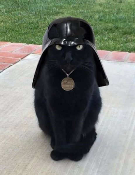 A cute kitty