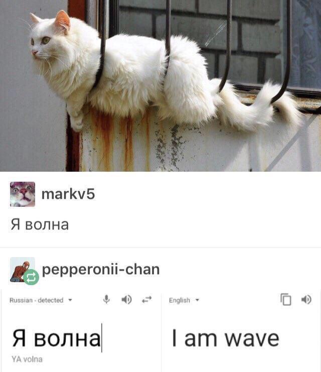 A cute kitty