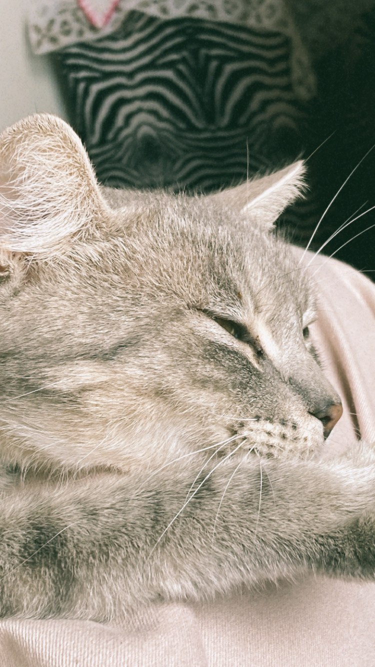 A cute kitty