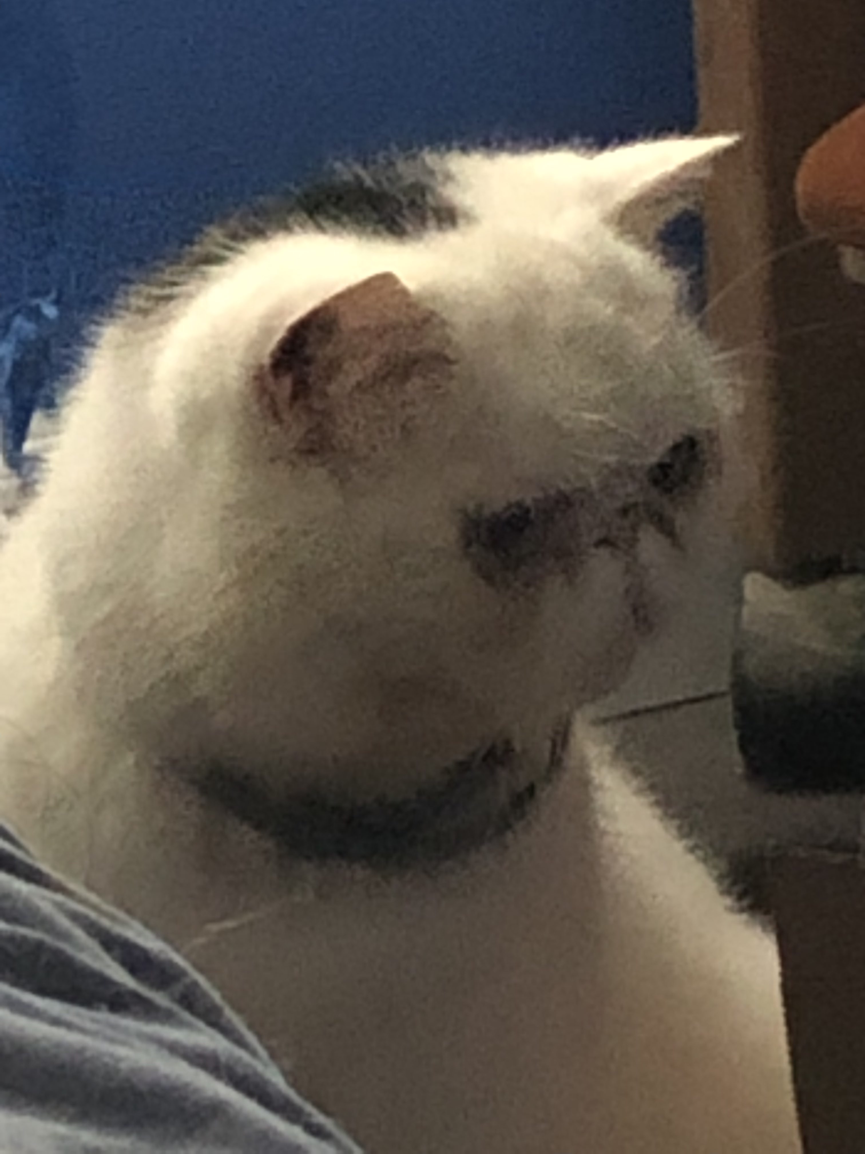 A cute kitty