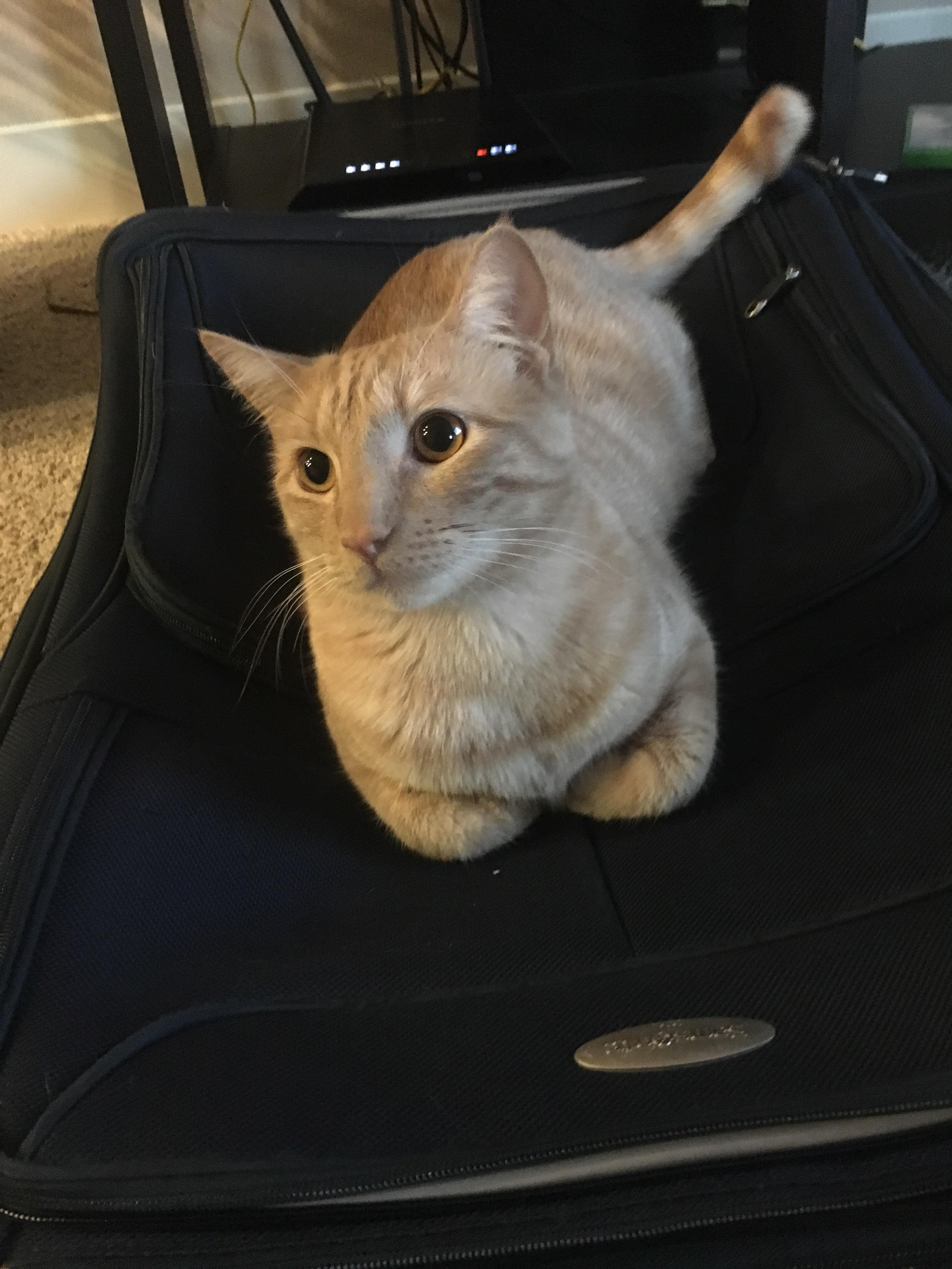 A cute kitty