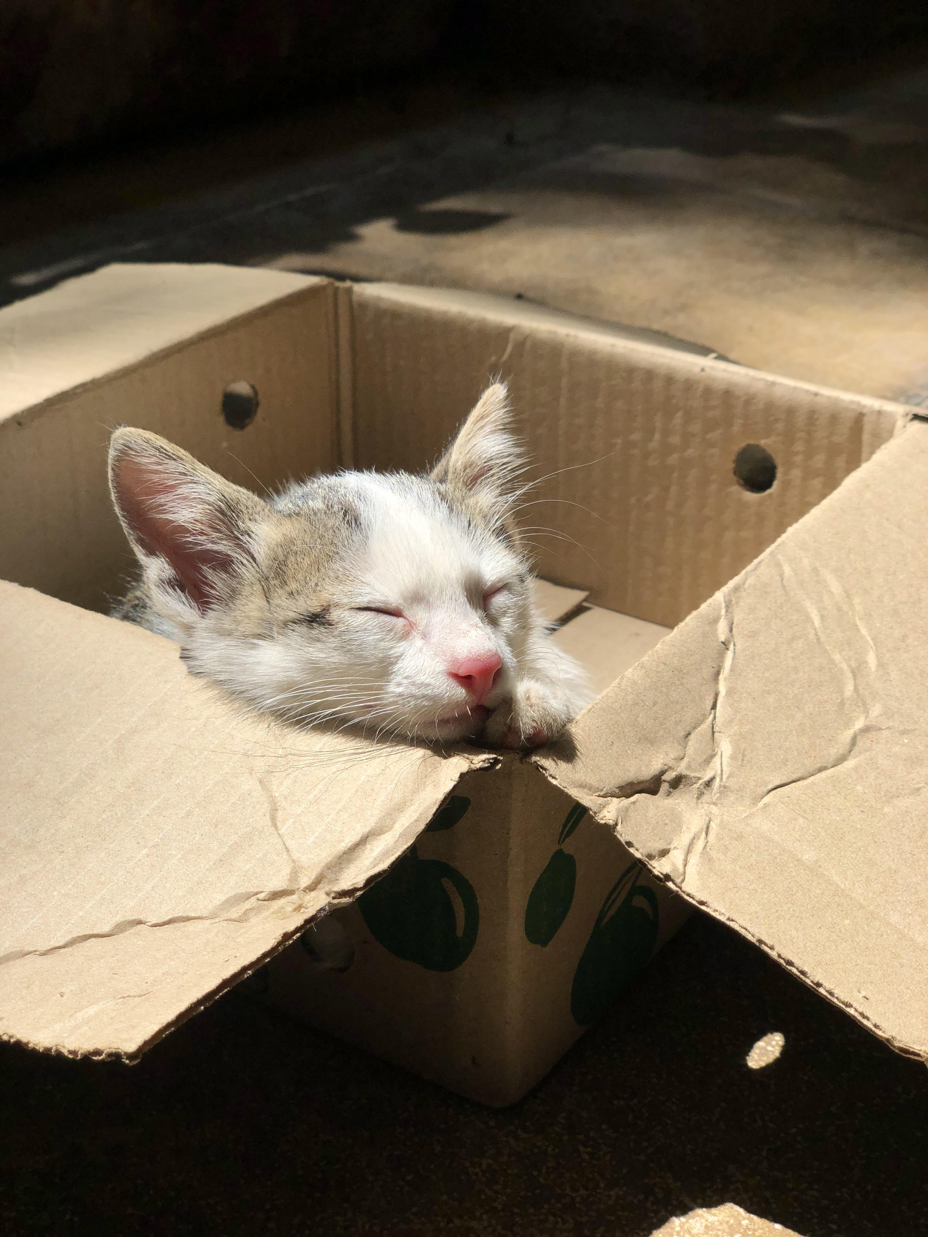 A cute kitty
