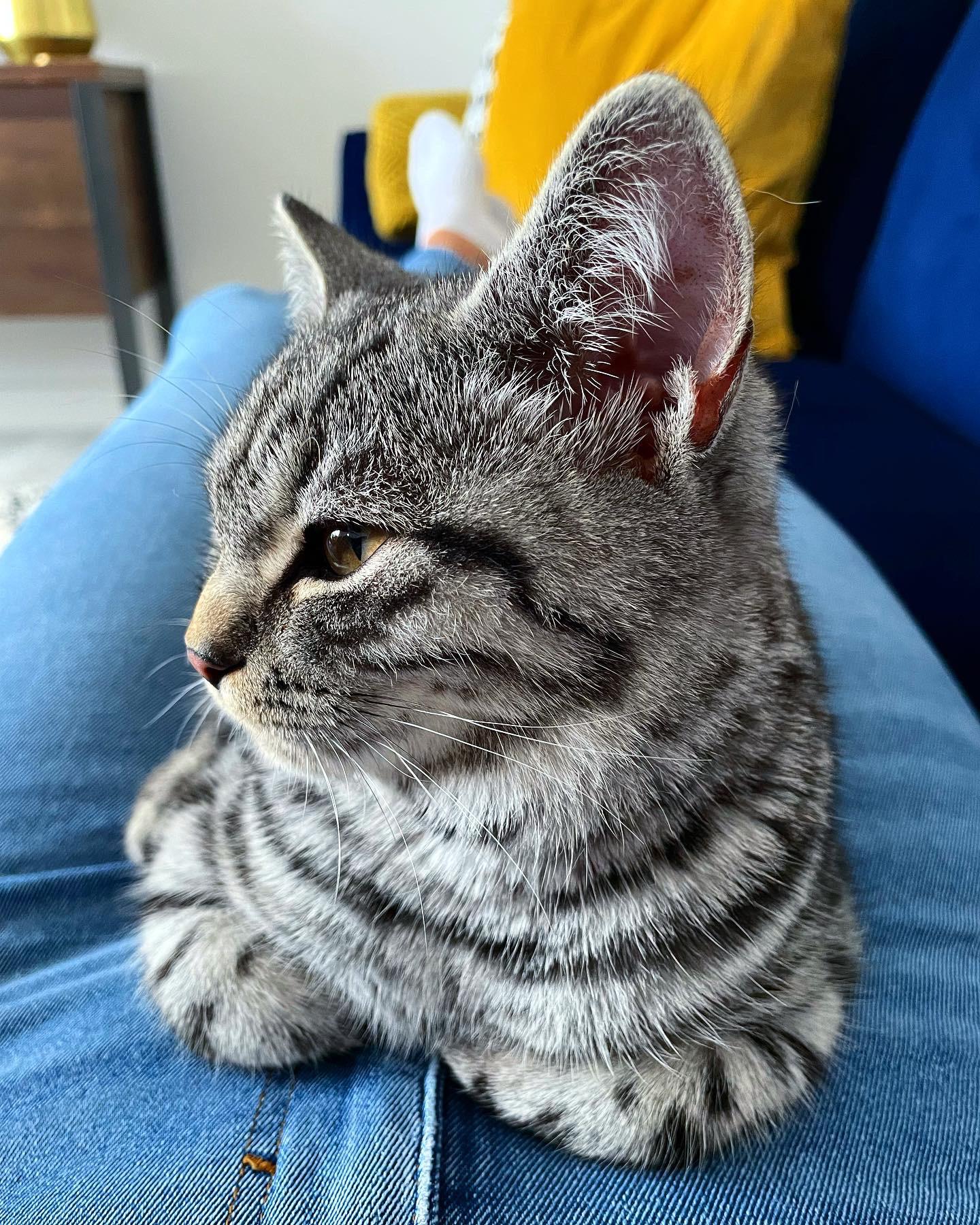 A cute kitty