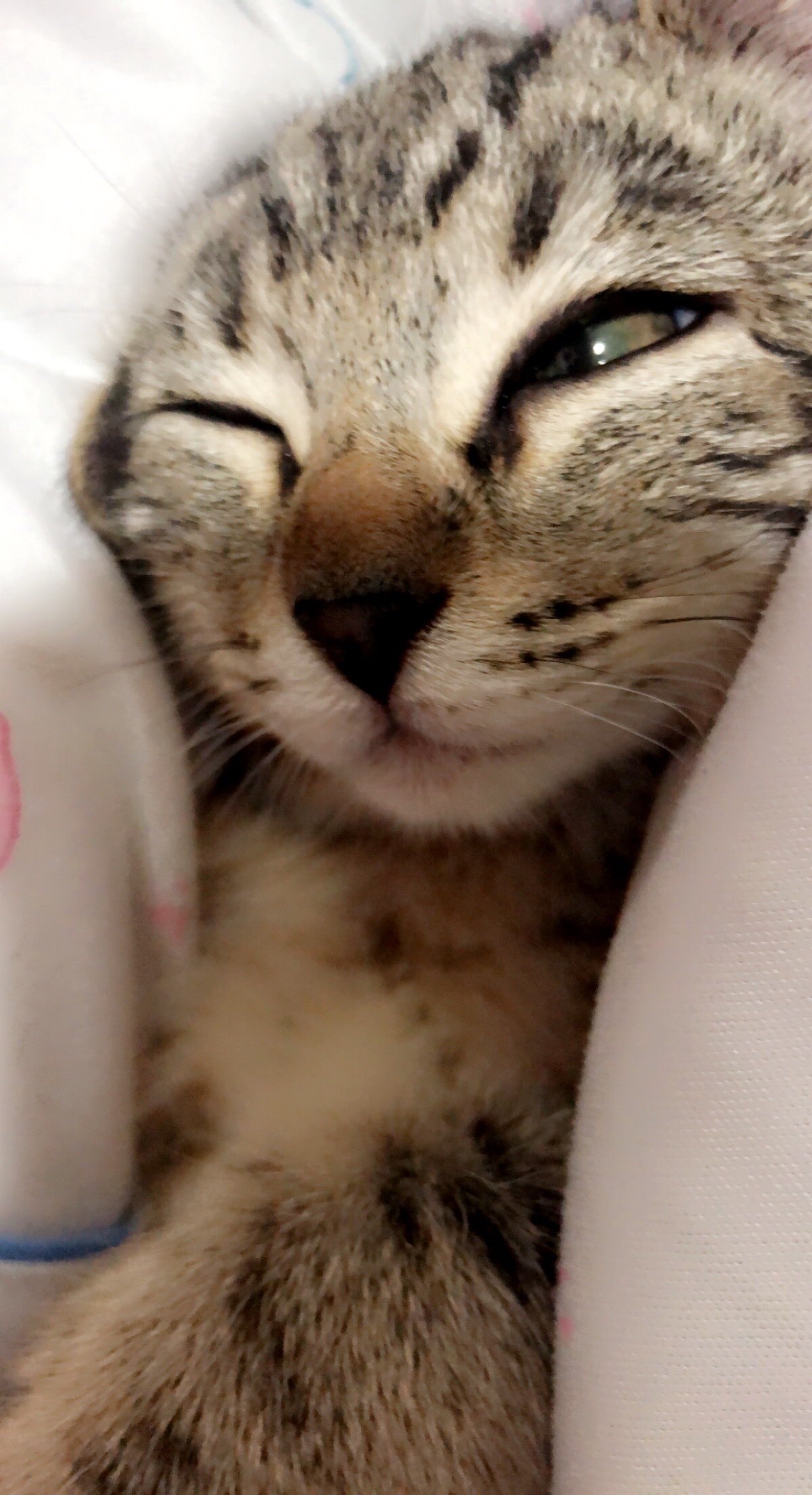 A cute kitty