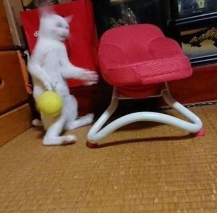 A cute kitty