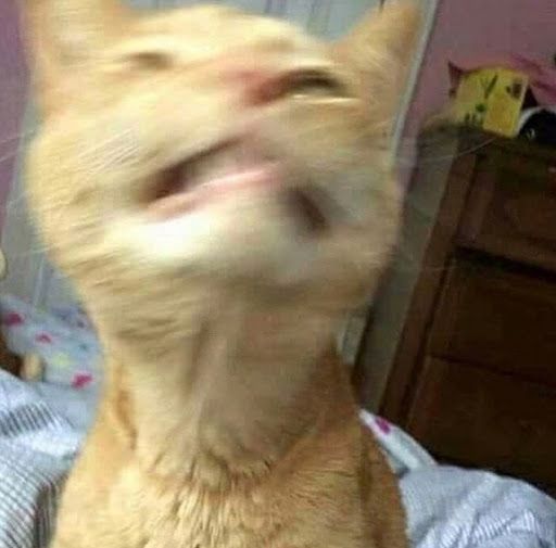 A cute kitty