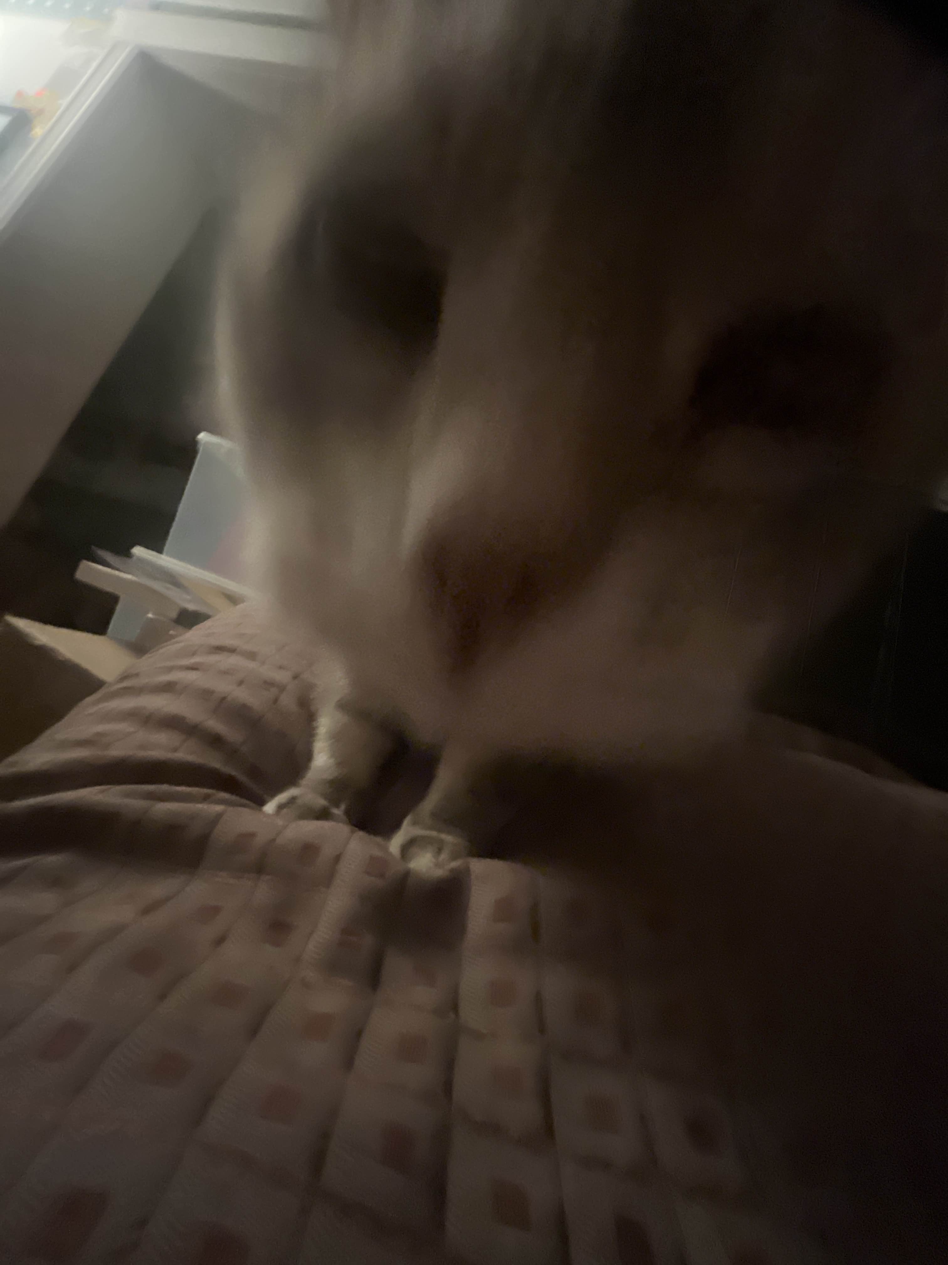 A cute kitty