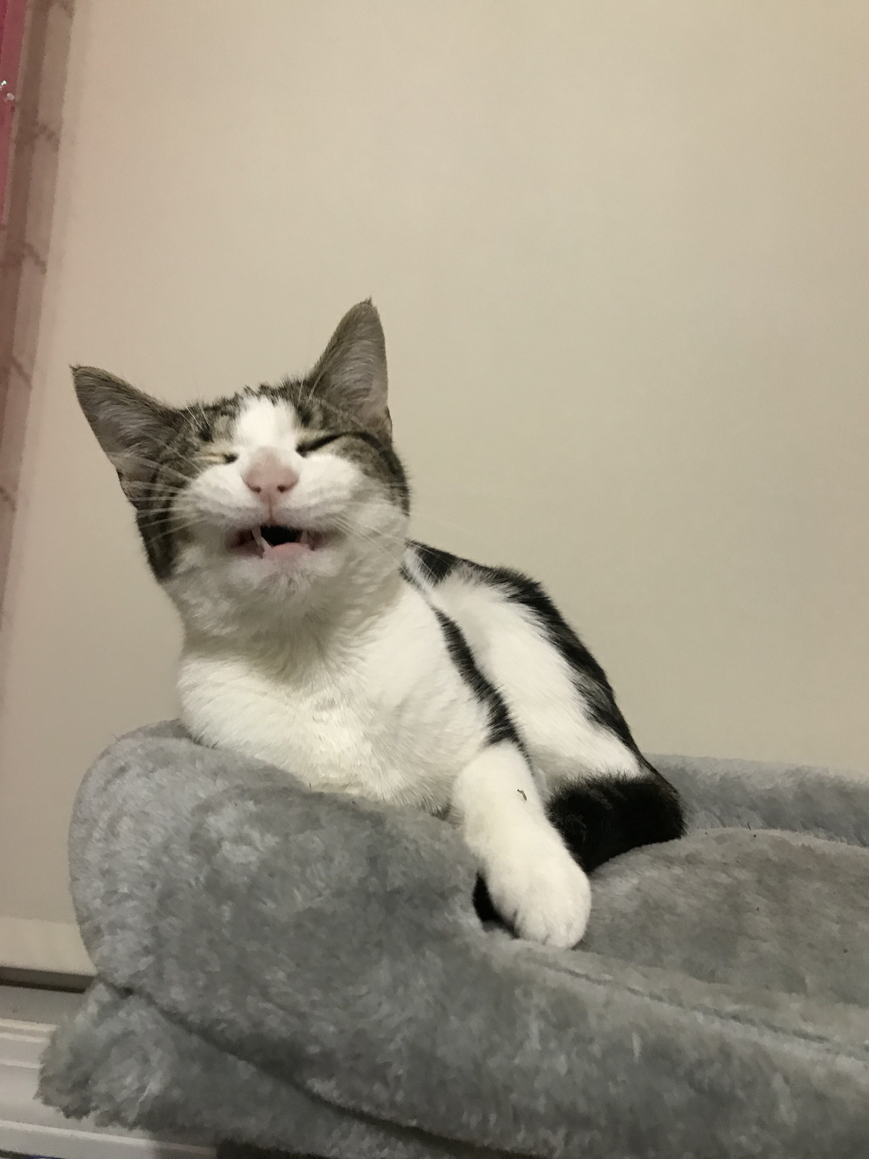 A cute kitty