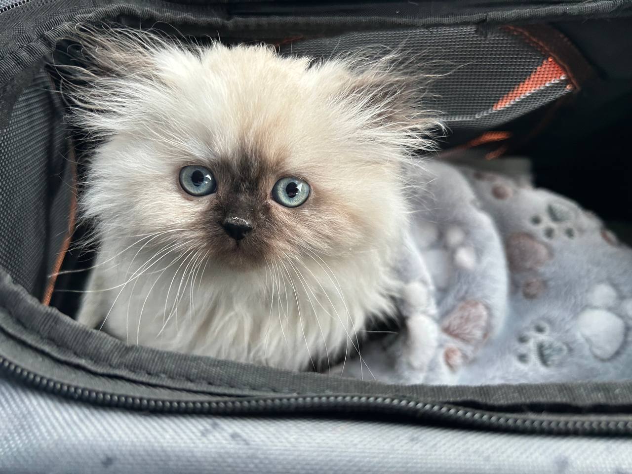 A cute kitty
