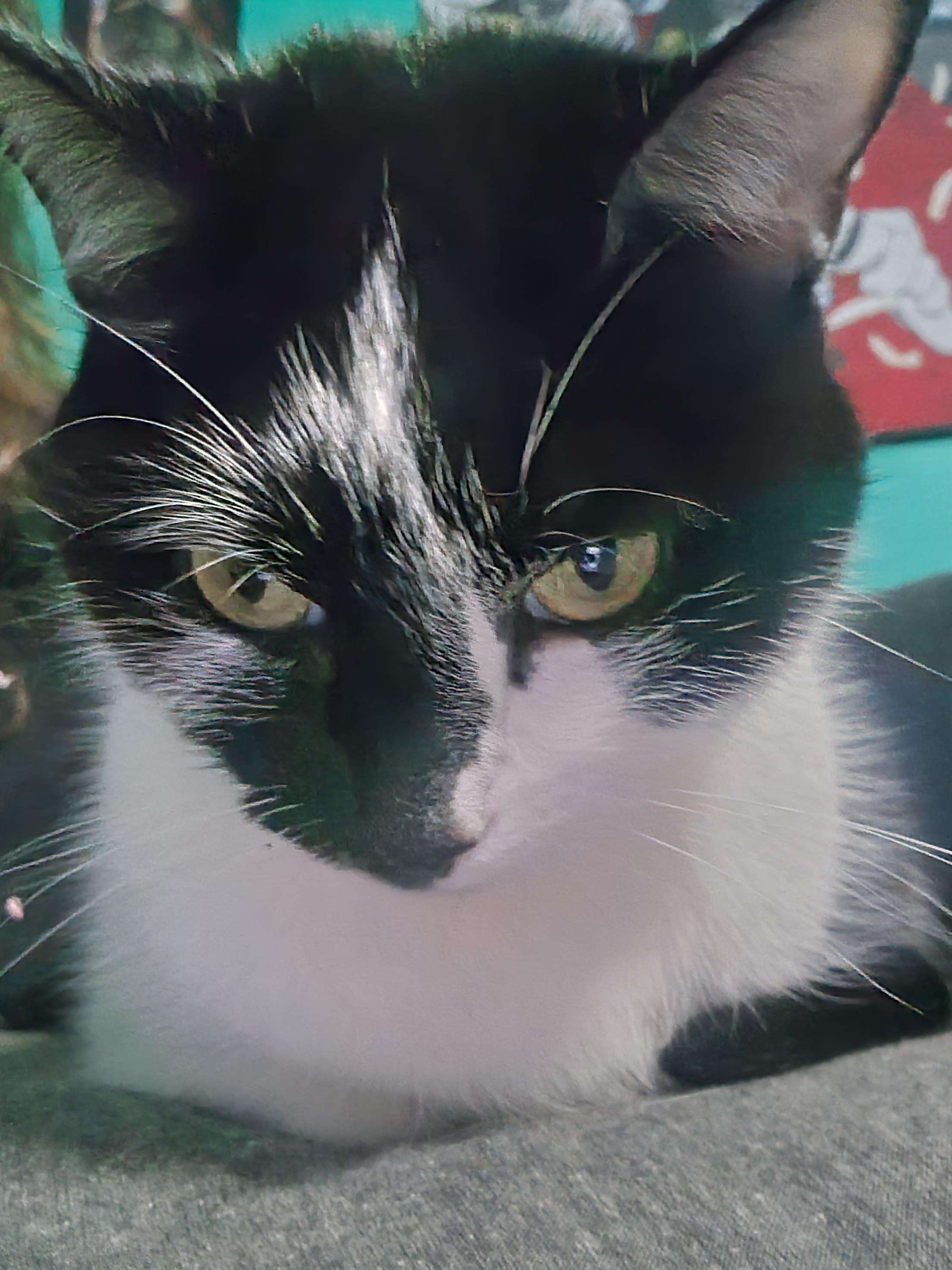 A cute kitty