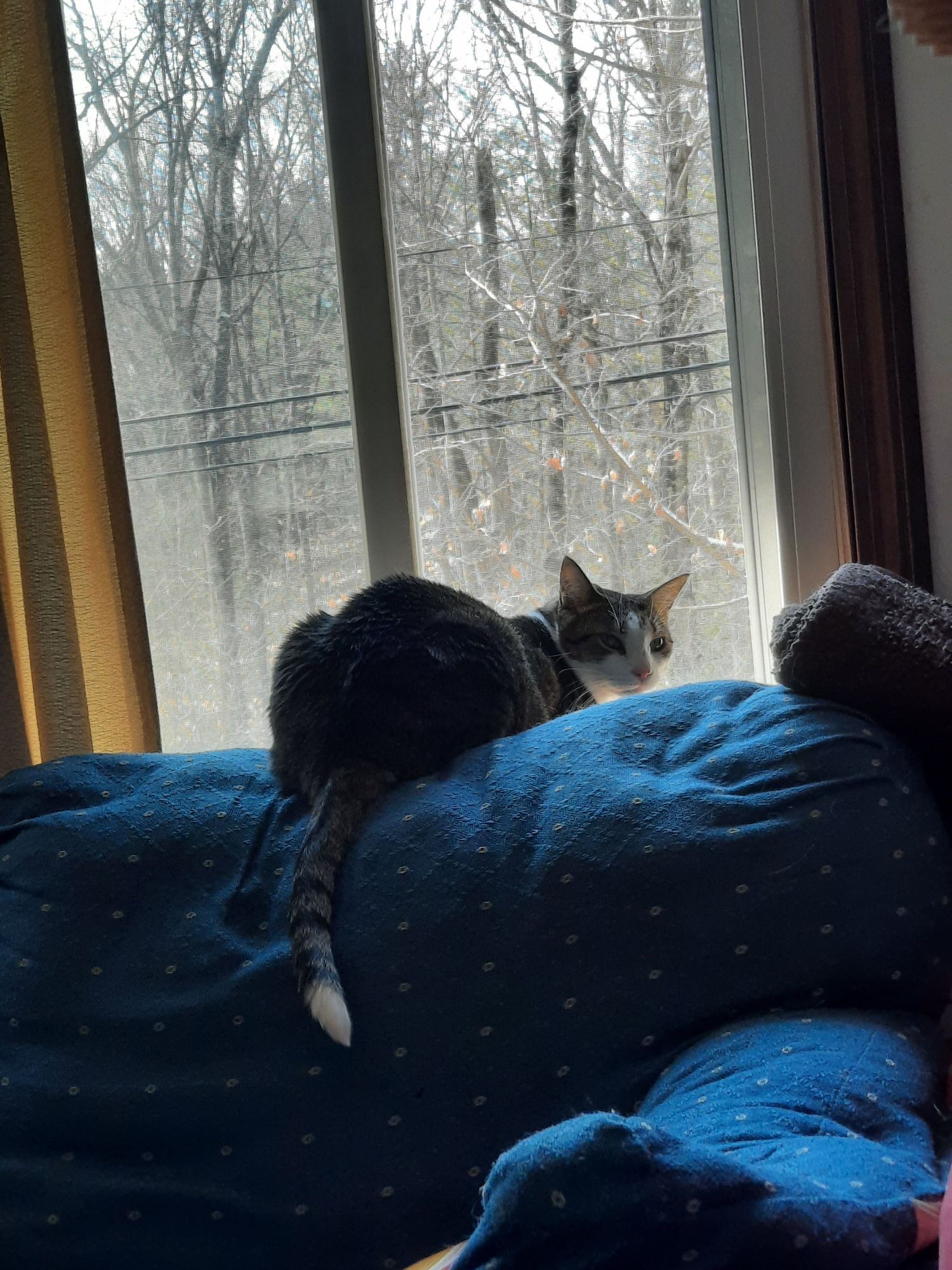 A cute kitty