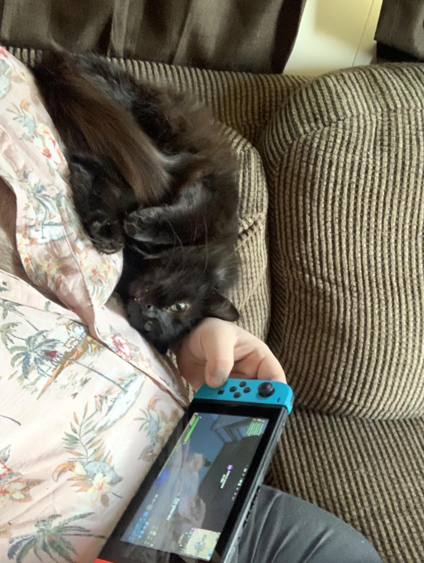 A cute kitty