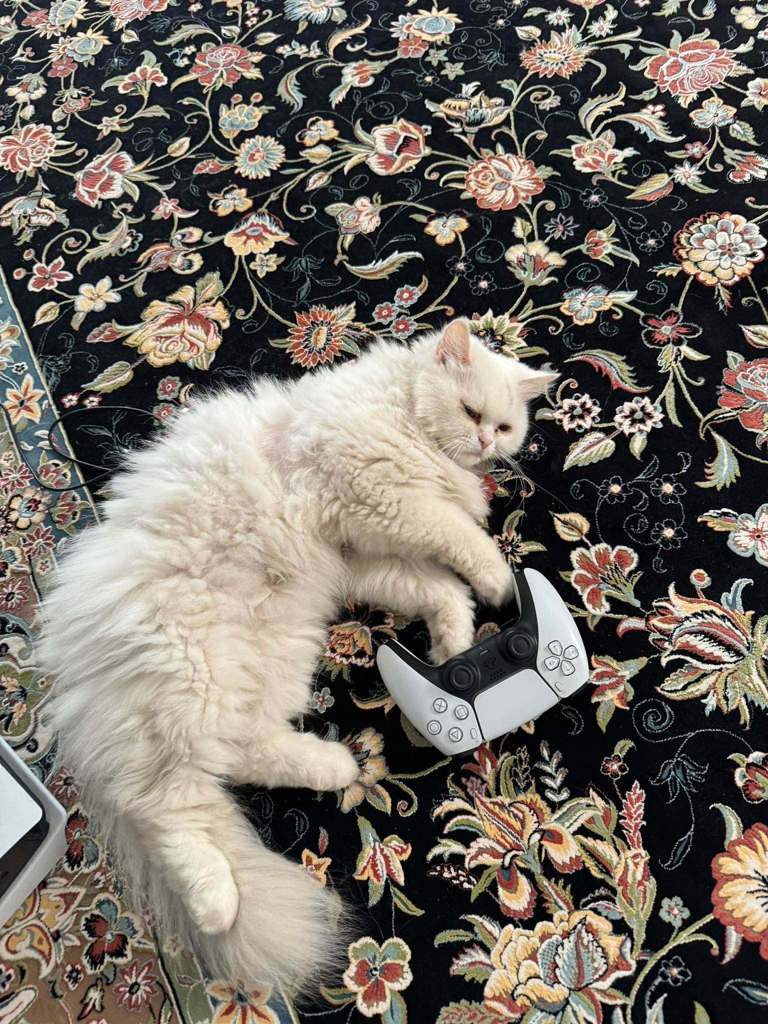 A cute kitty
