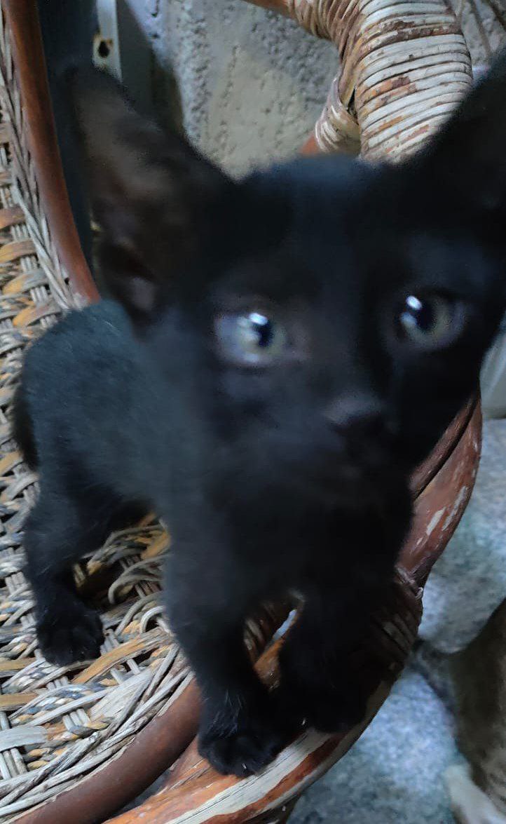 A cute kitty