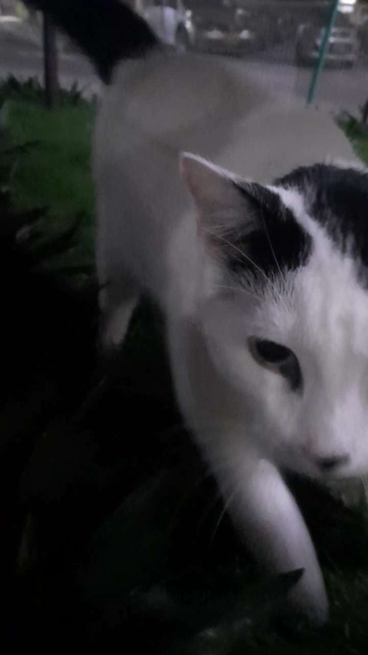 A cute kitty