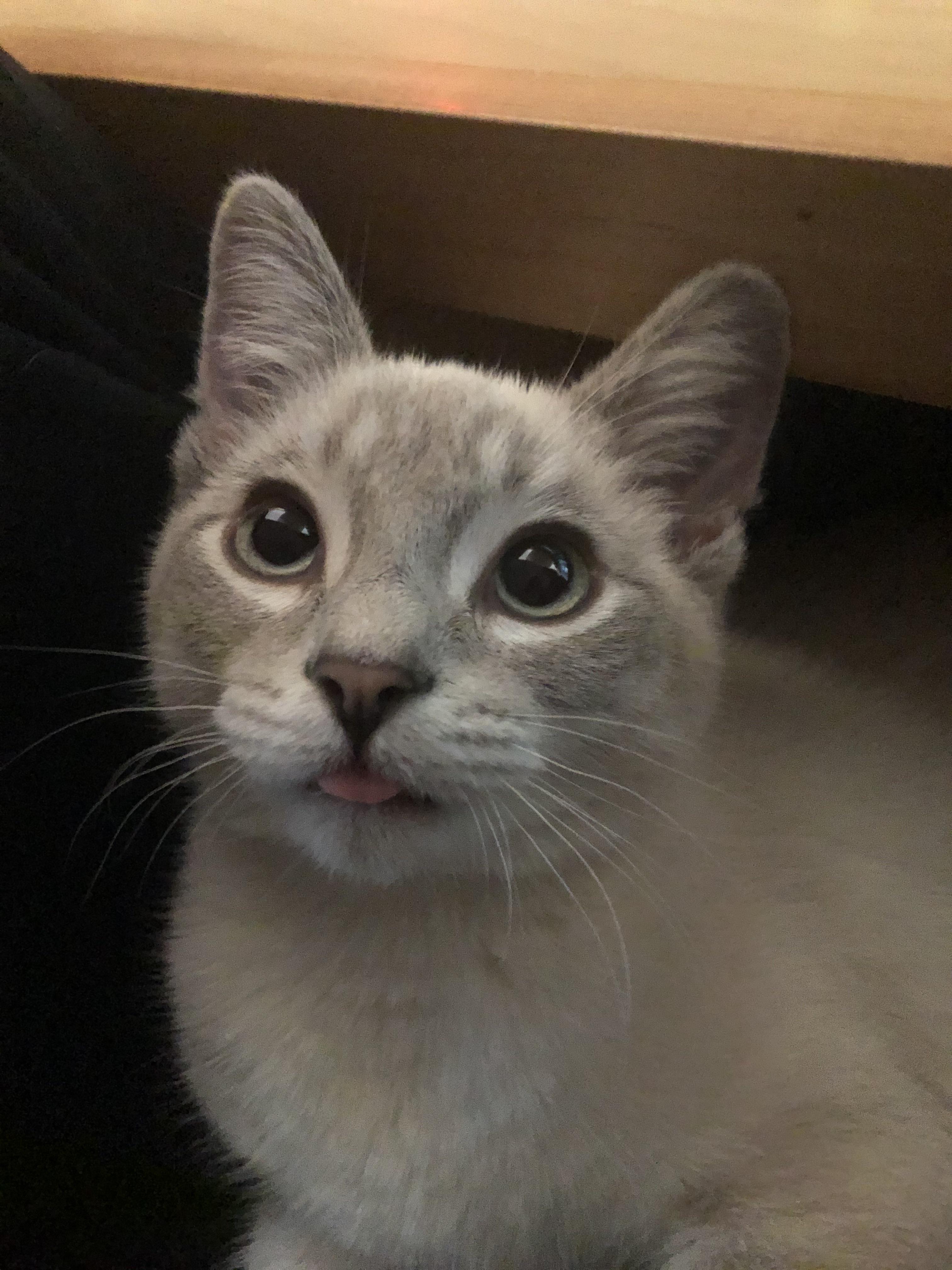 A cute kitty