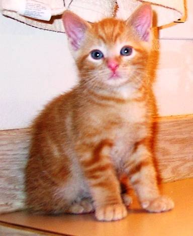 A cute kitty
