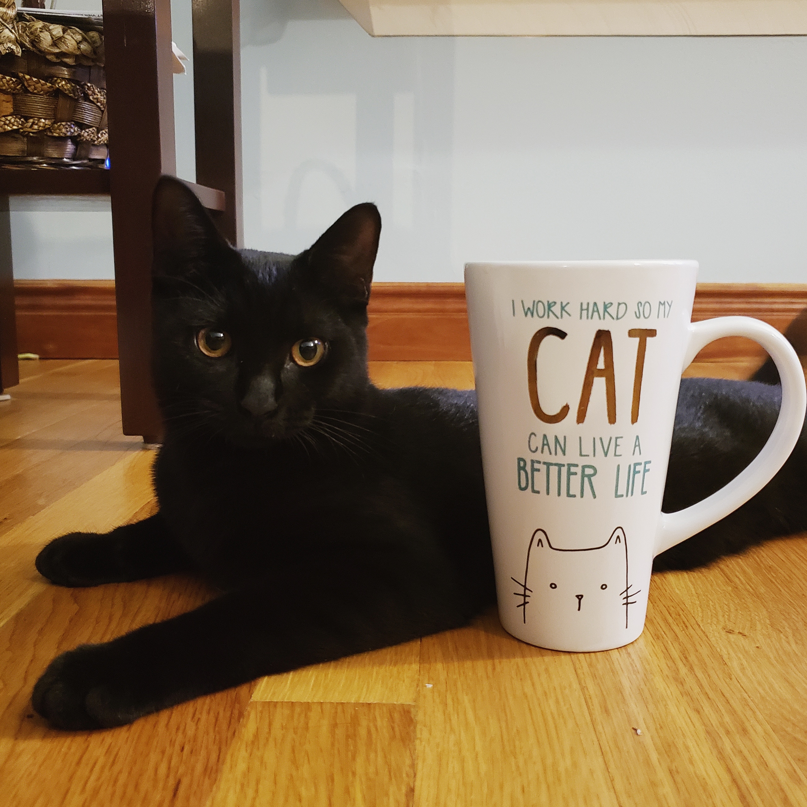 A cute kitty
