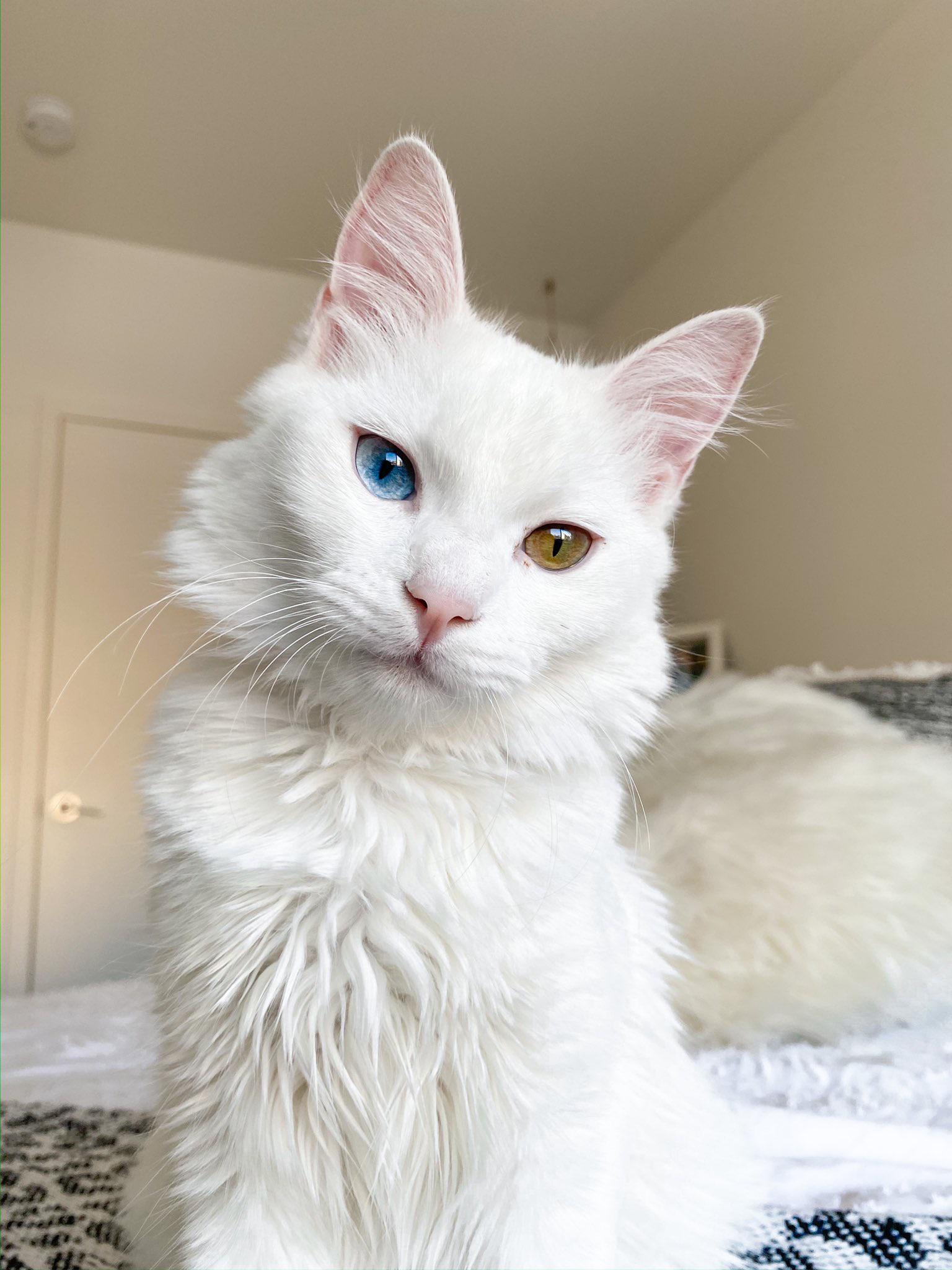 A cute kitty