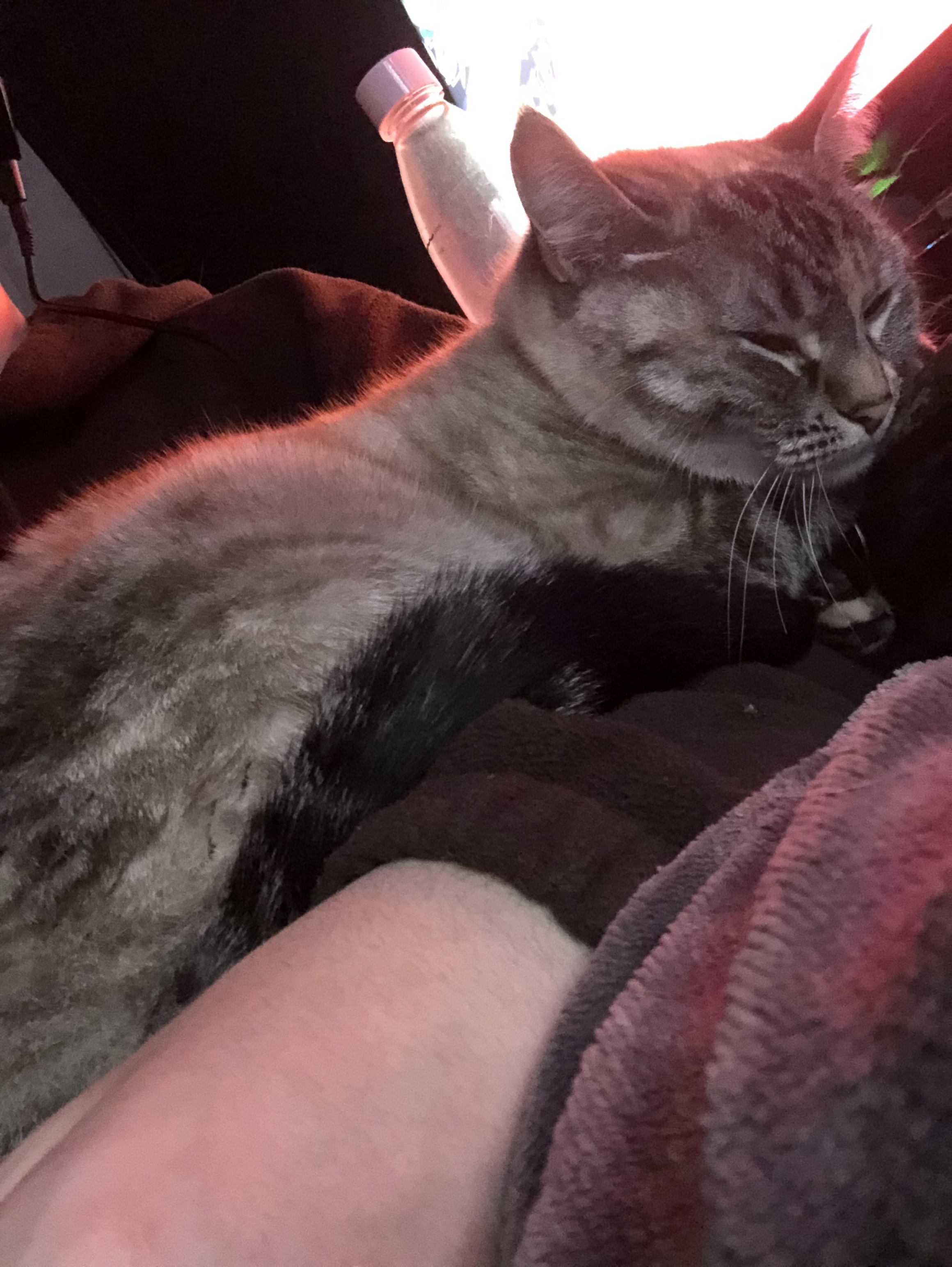 A cute kitty