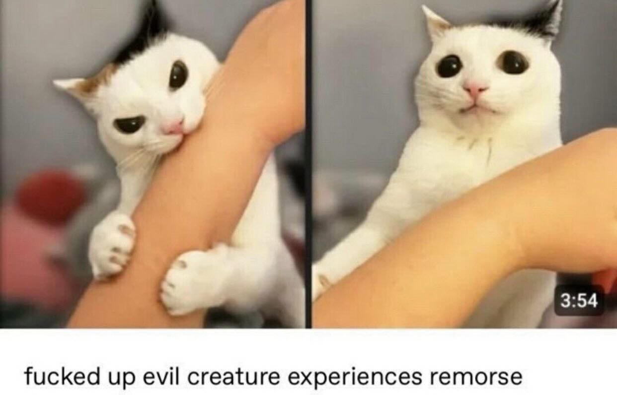 A cute kitty