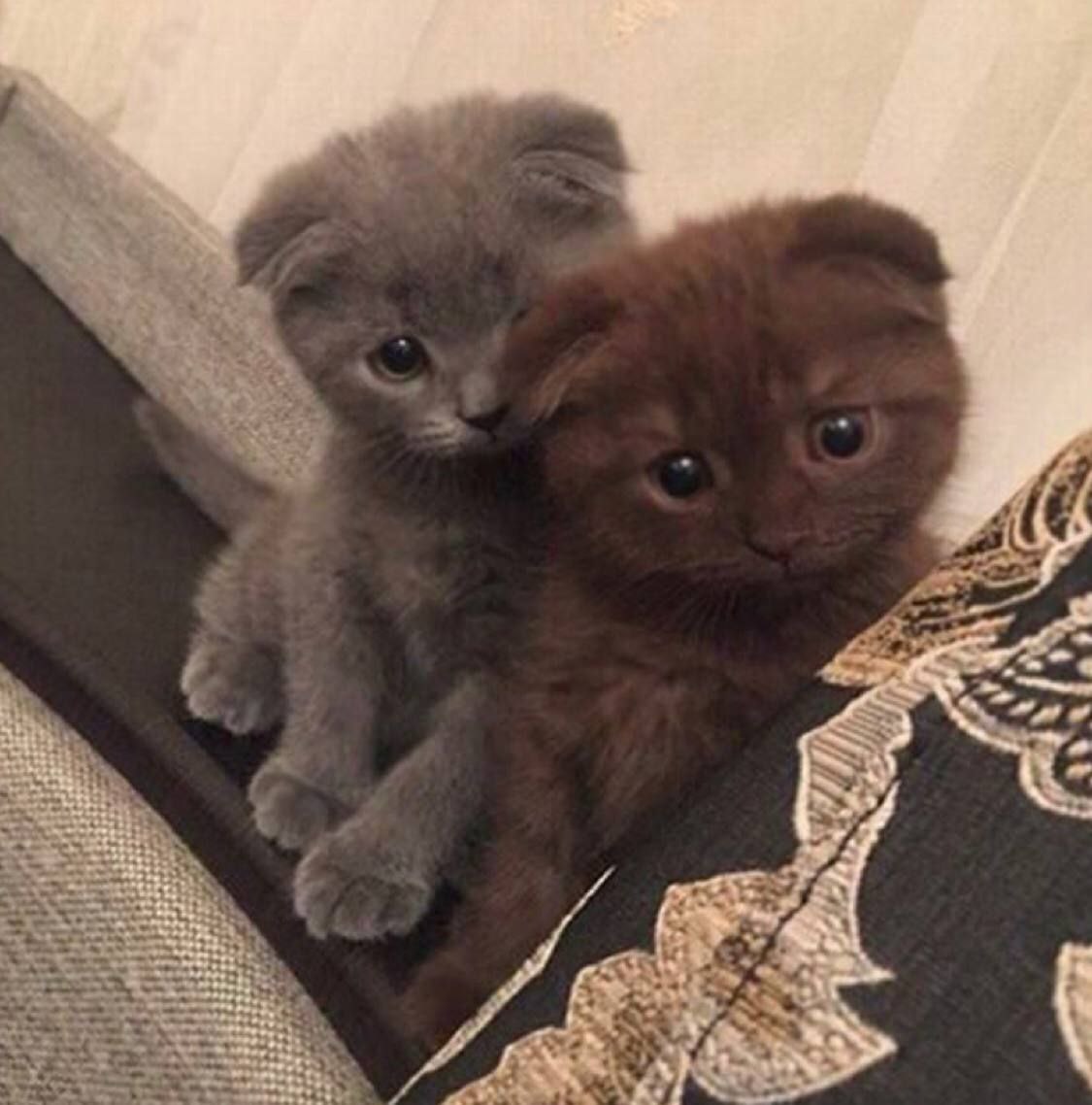 A cute kitty