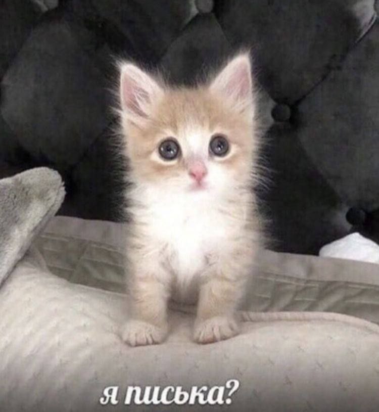 A cute kitty