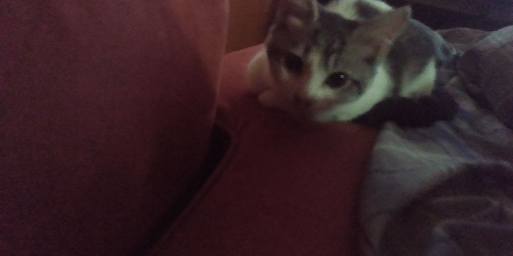 A cute kitty