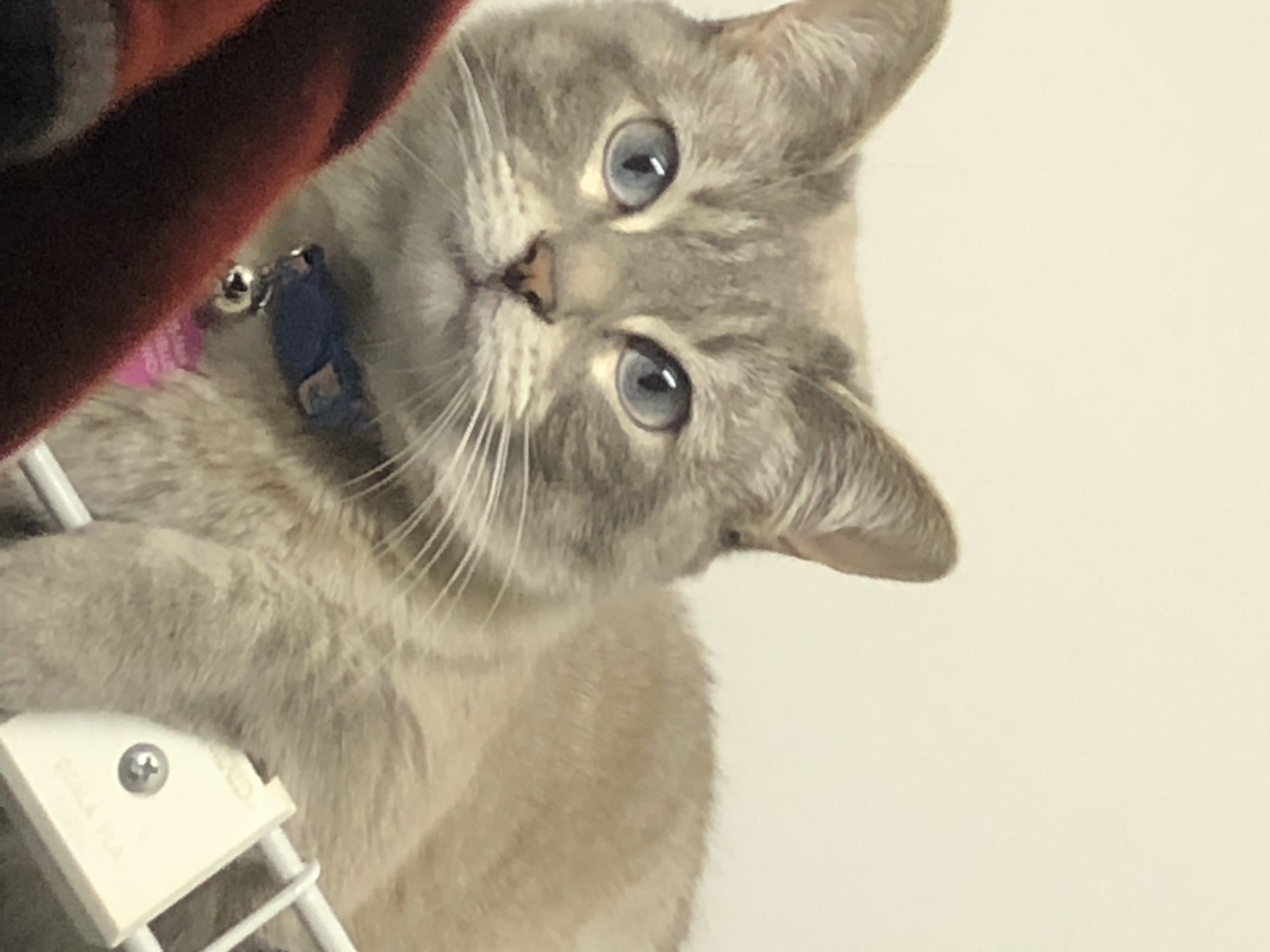 A cute kitty