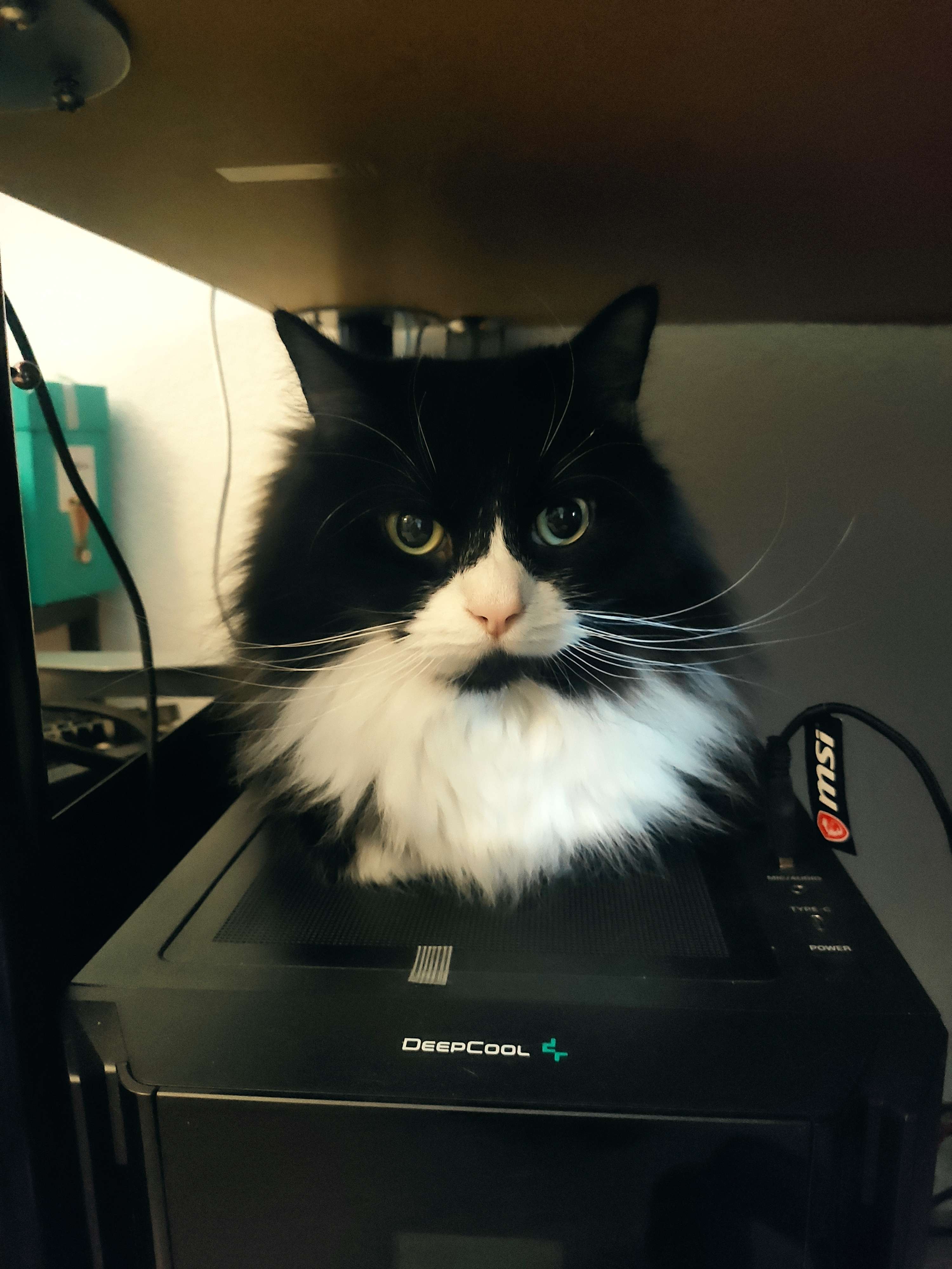 A cute kitty