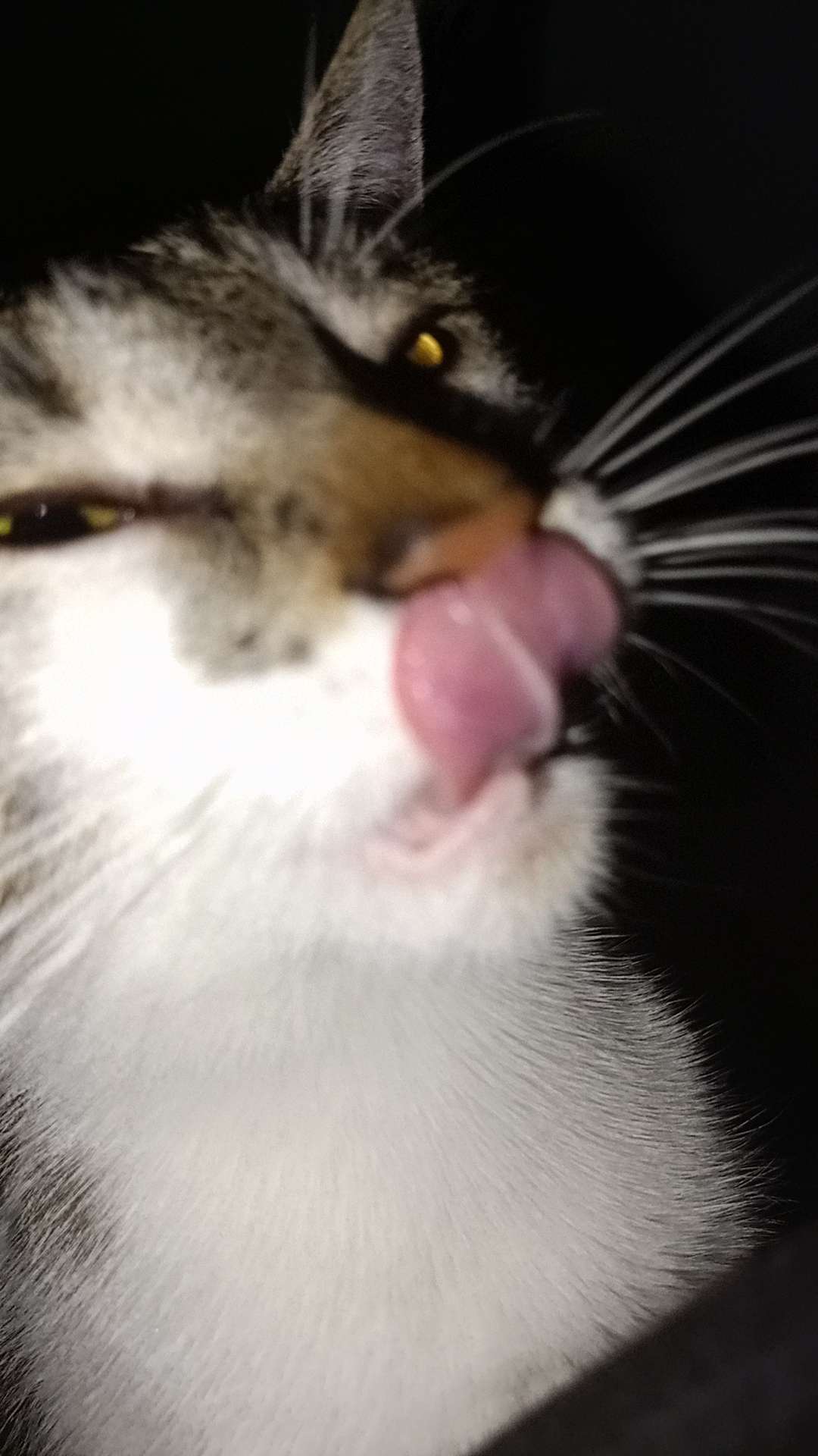 A cute kitty