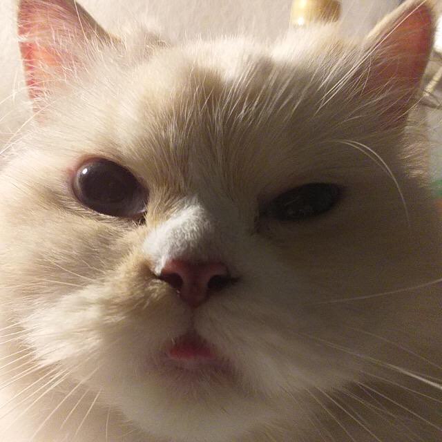 A cute kitty