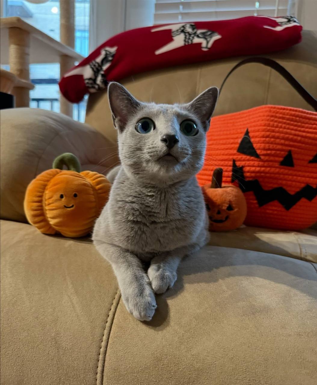 A cute kitty