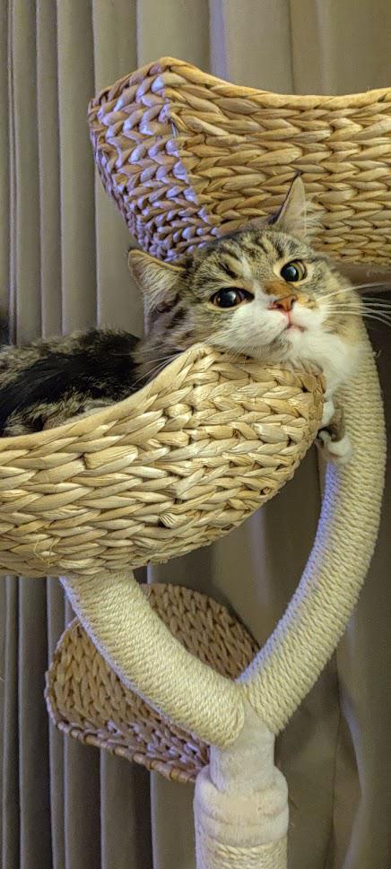 A cute kitty