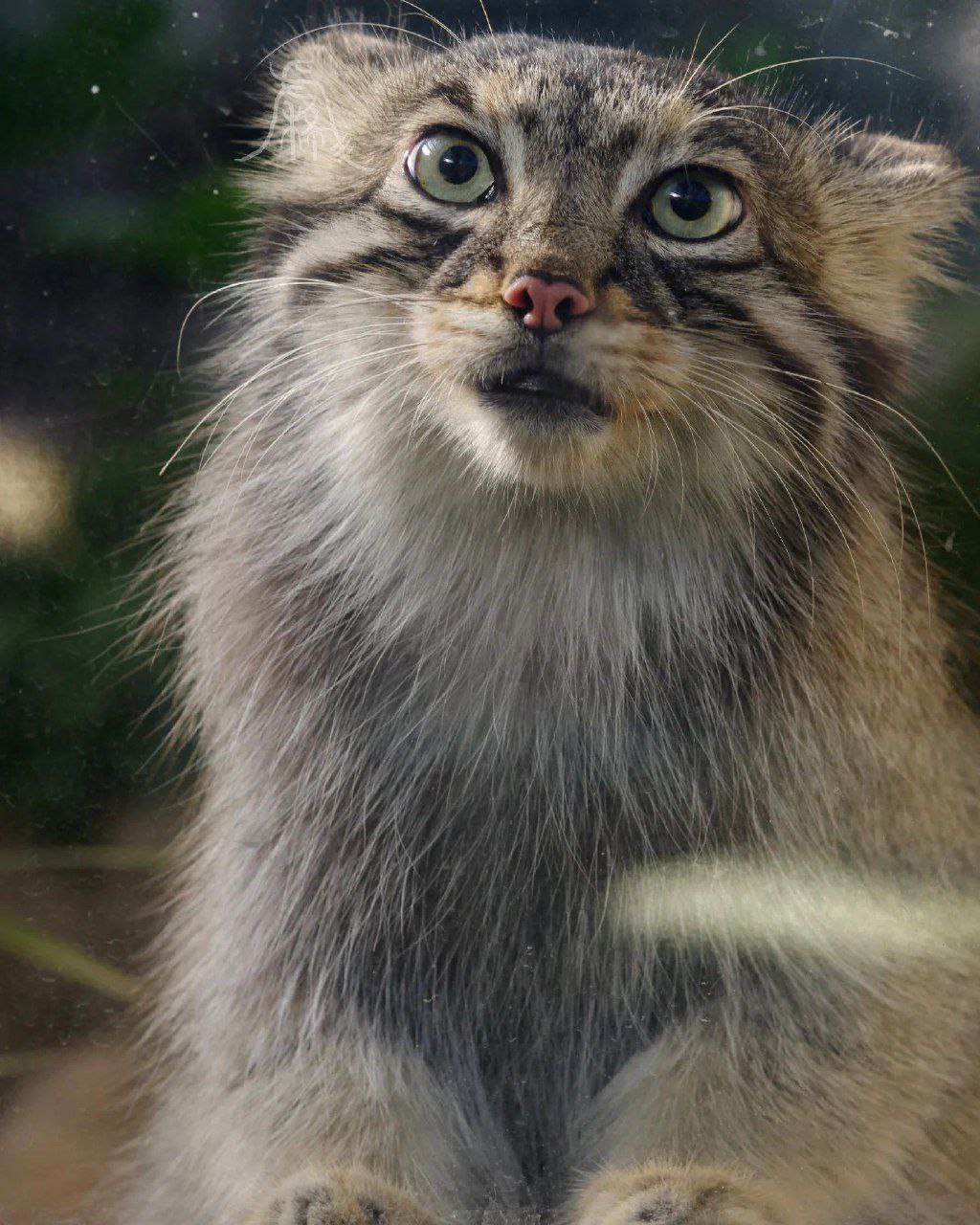 A cute kitty