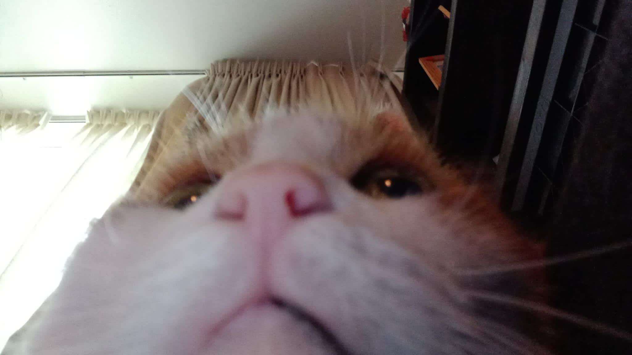 A cute kitty