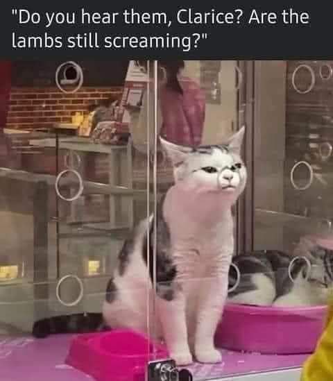 A cute kitty