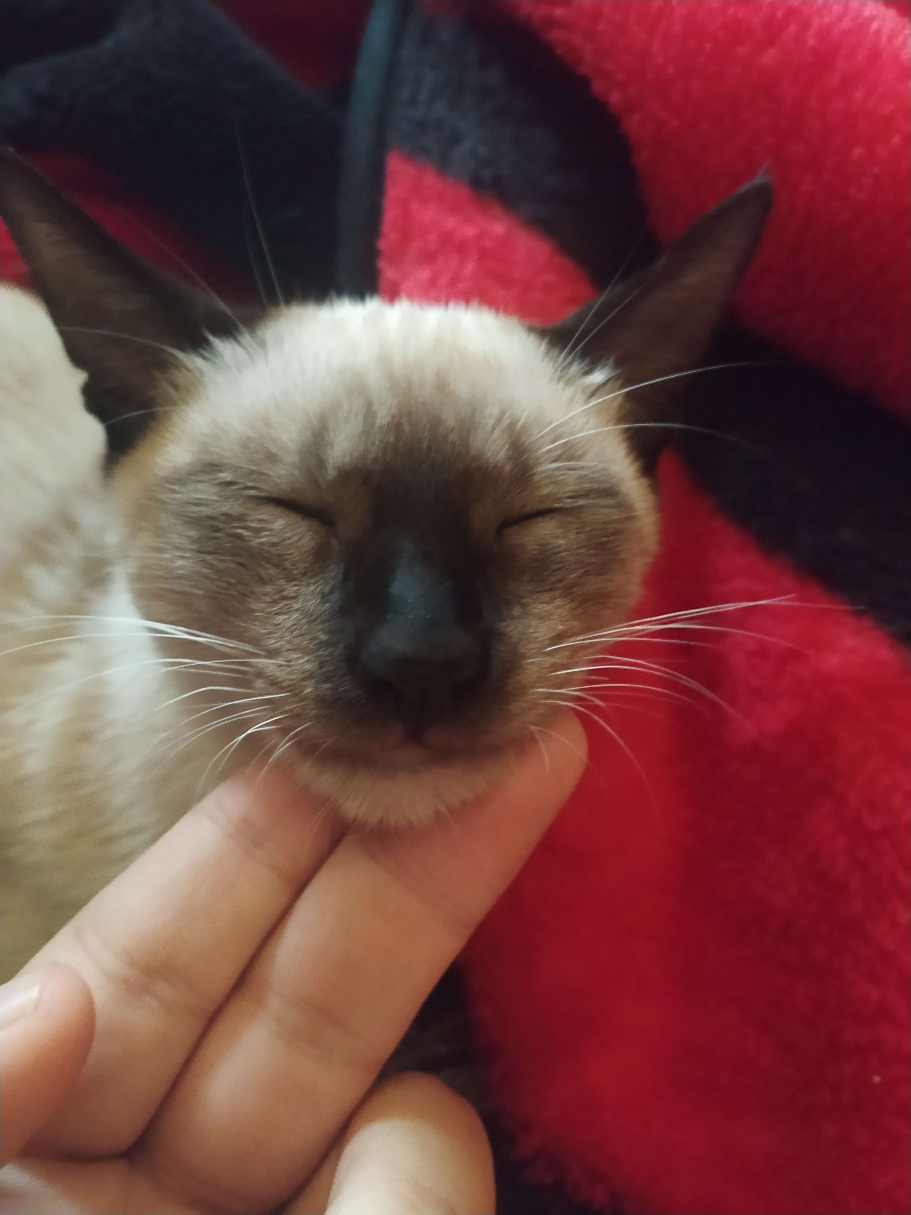 A cute kitty