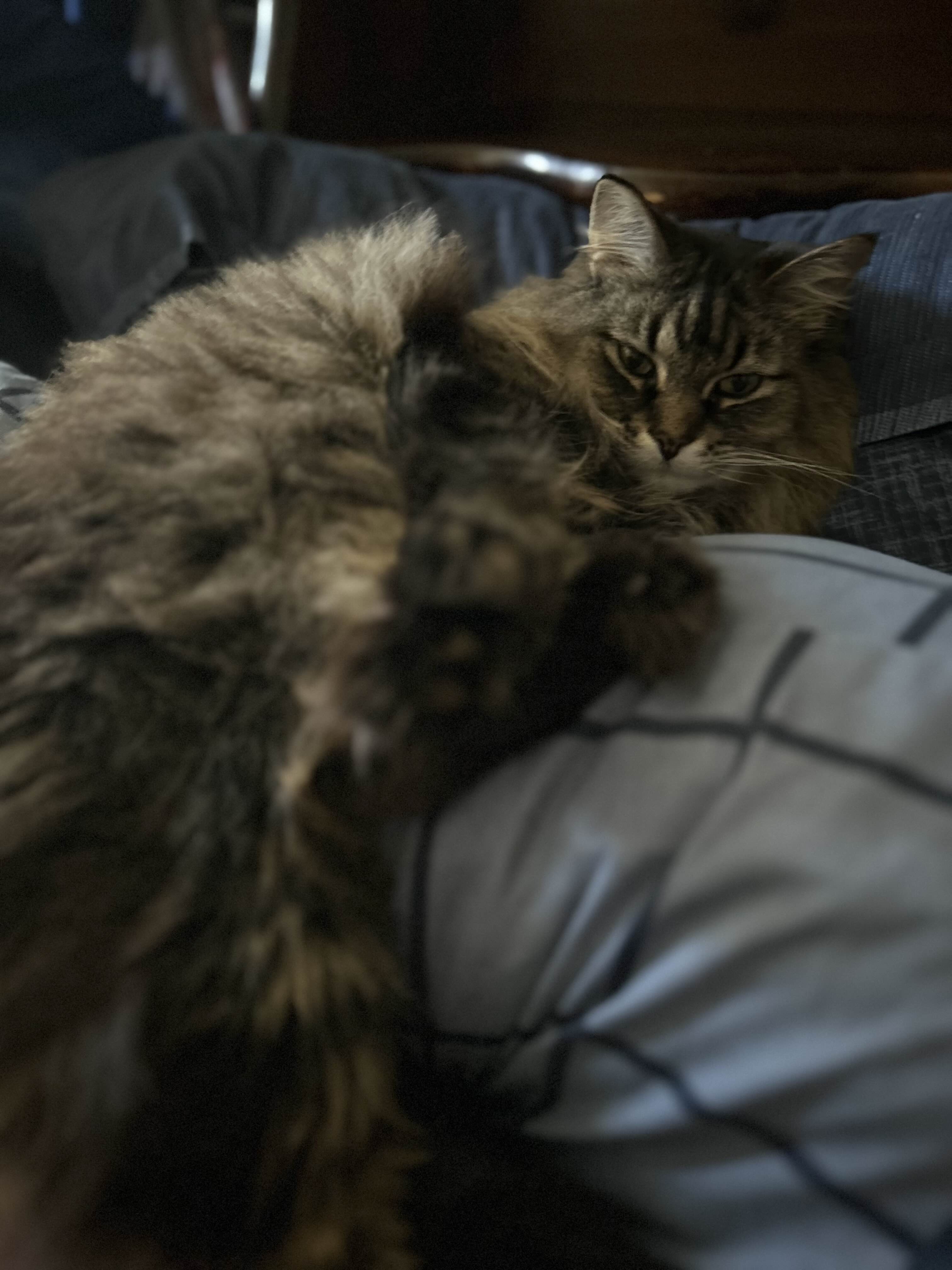 A cute kitty