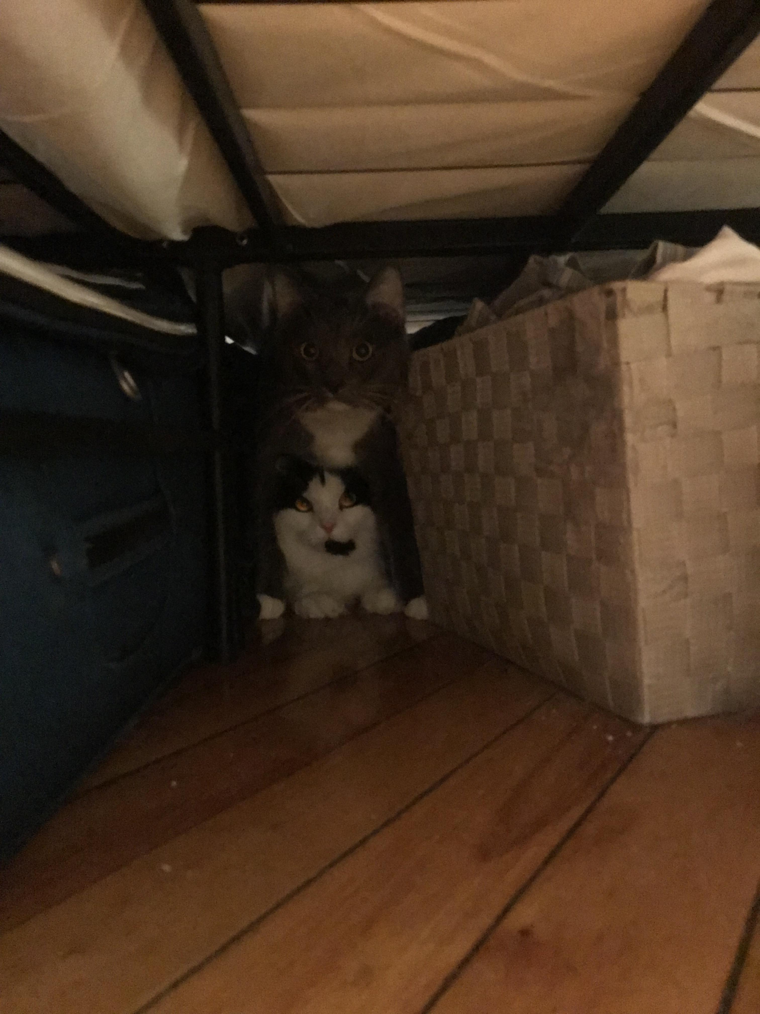 A cute kitty