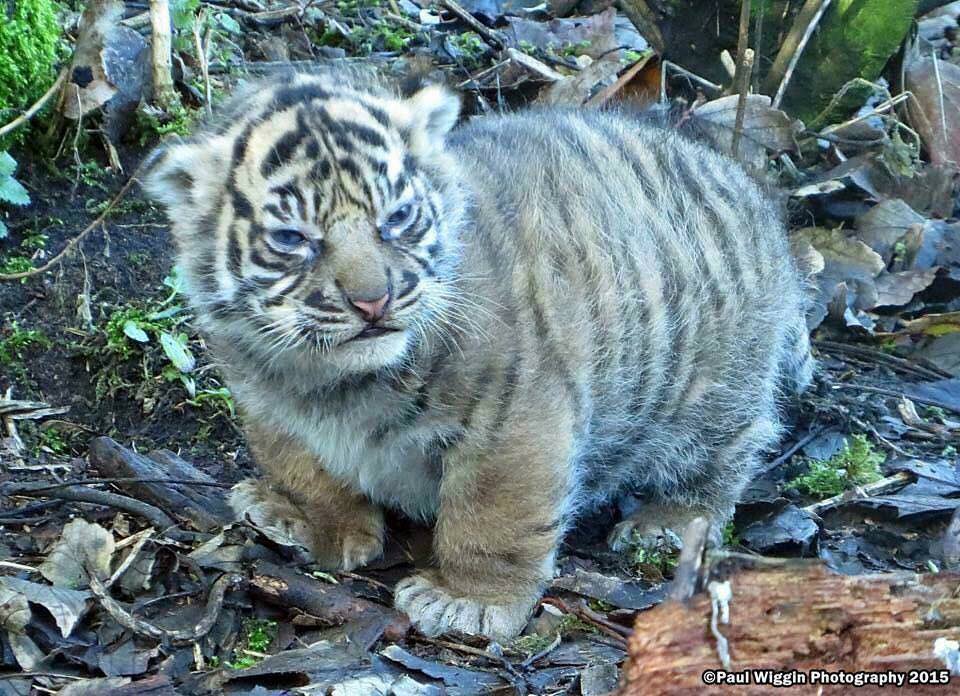 A cute kitty